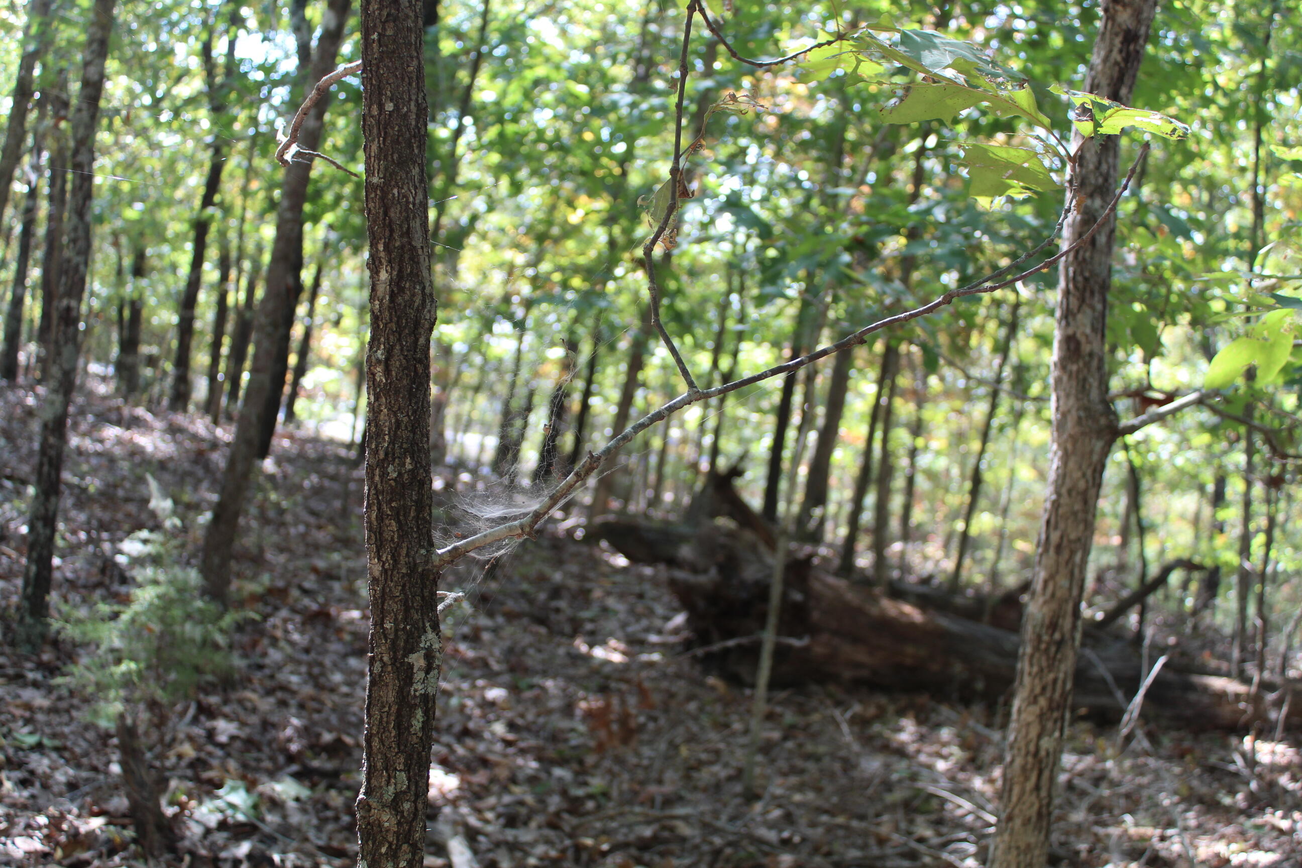 Photo 12 - Land for sale – 000  Blue Lake Drive  Protem, MO