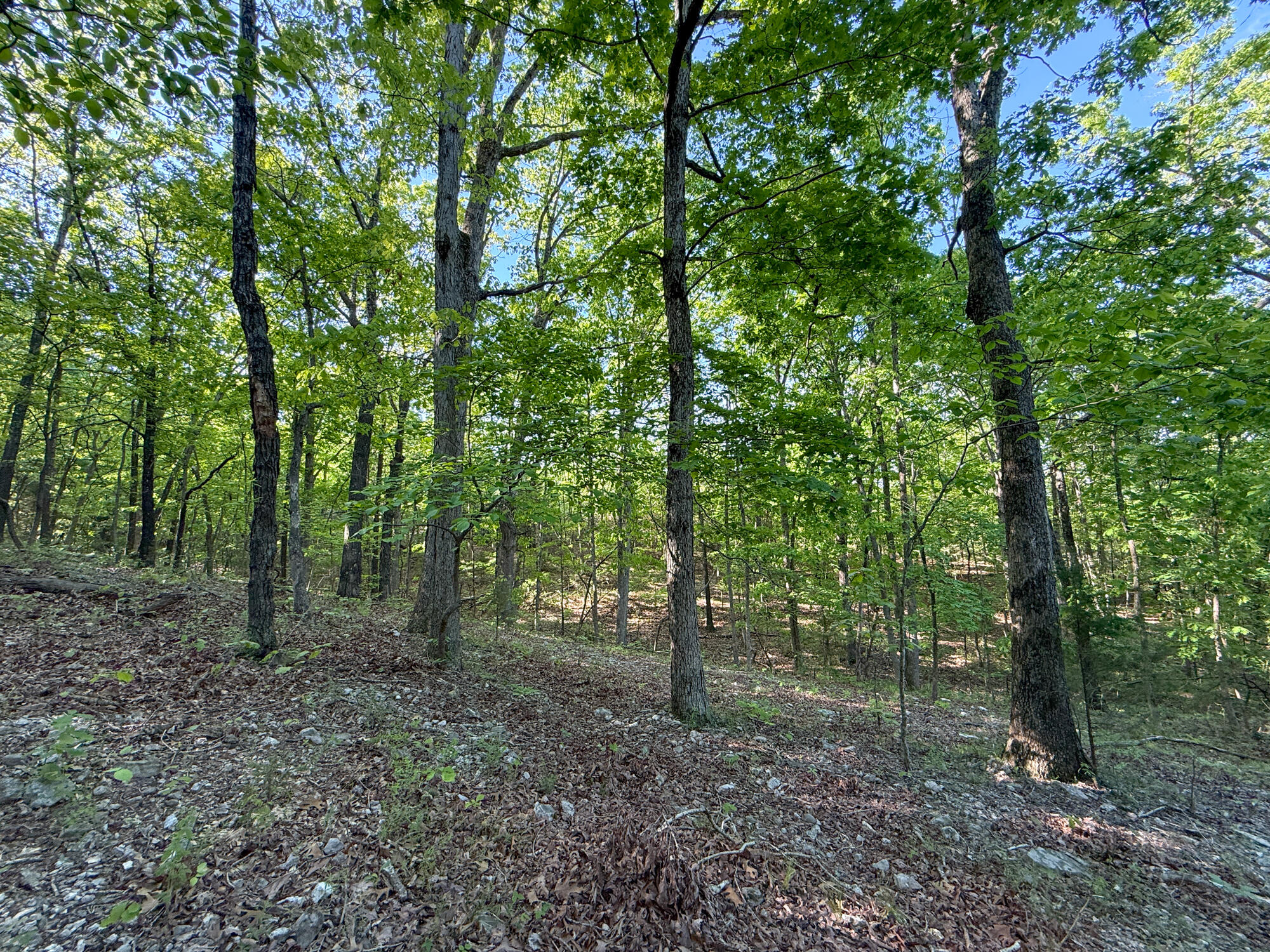 Photo 63 - Residential for sale – 13060  Highway Ee   Cabool, MO