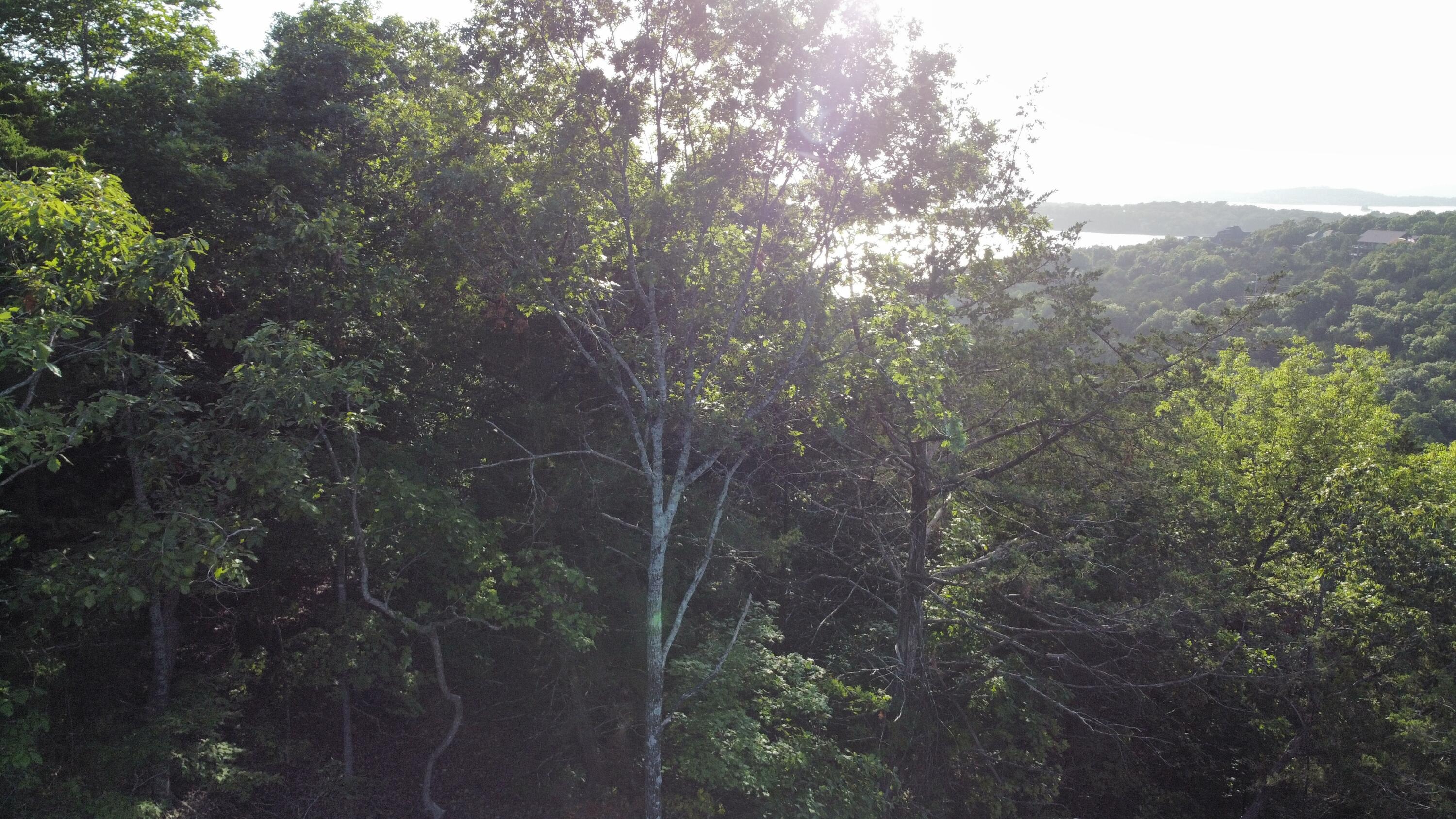 Photo 6 - Land for sale – 235  Split Rock Drive  Hollister, MO