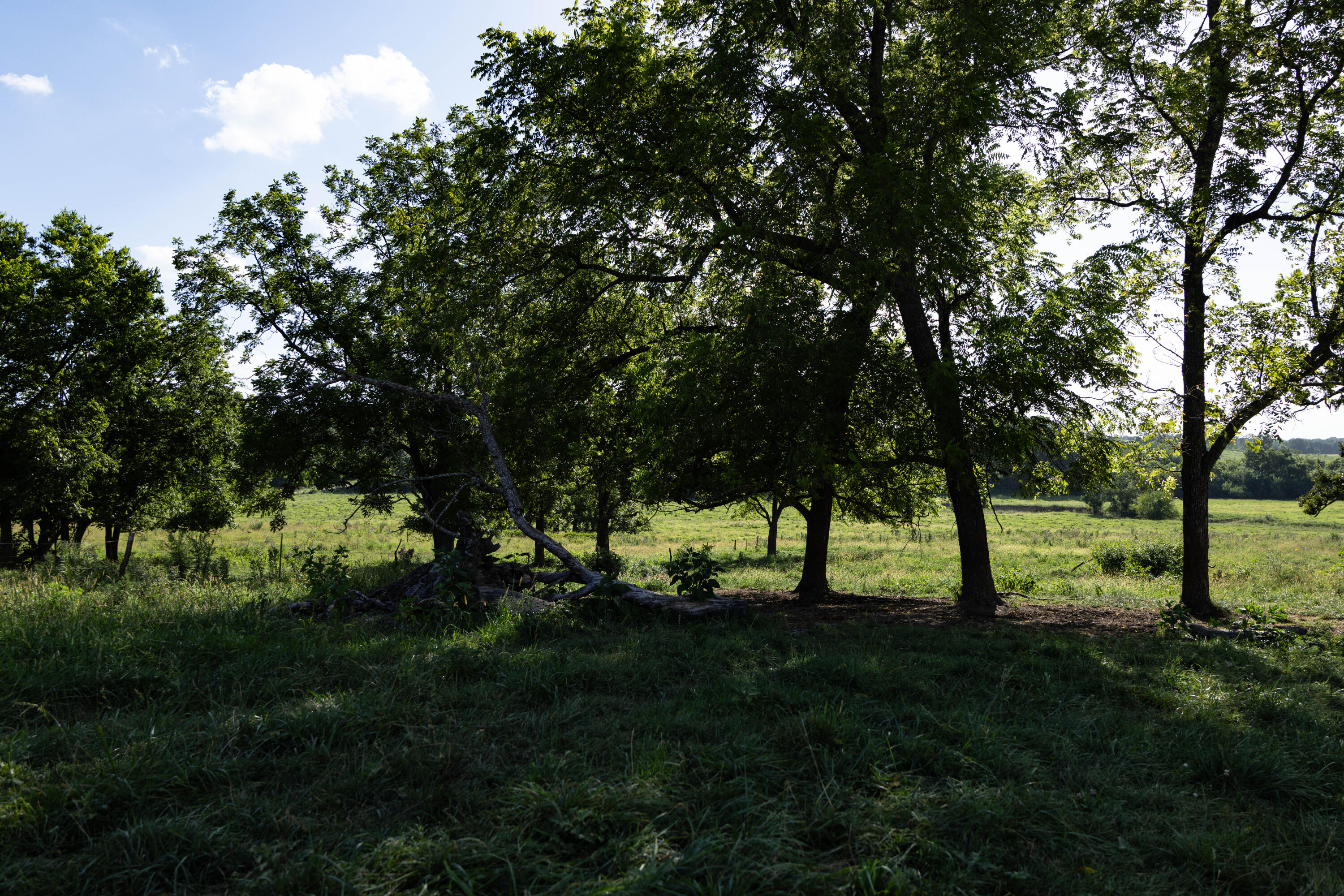 Photo 115 - Farm for sale – 16406  Lawrence 2240   Verona, MO