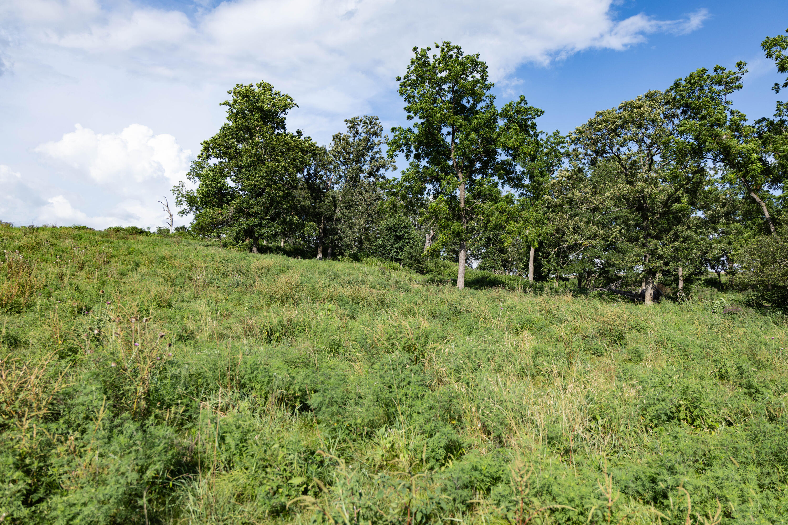Photo 94 - Farm for sale – 16406  Lawrence 2240   Verona, MO