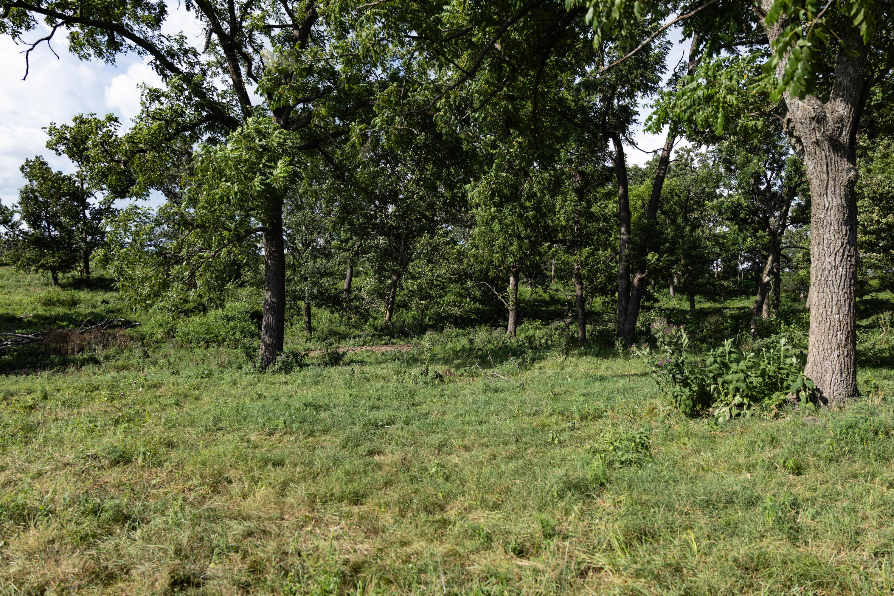 Photo 99 - Farm for sale – 16406  Lawrence 2240   Verona, MO