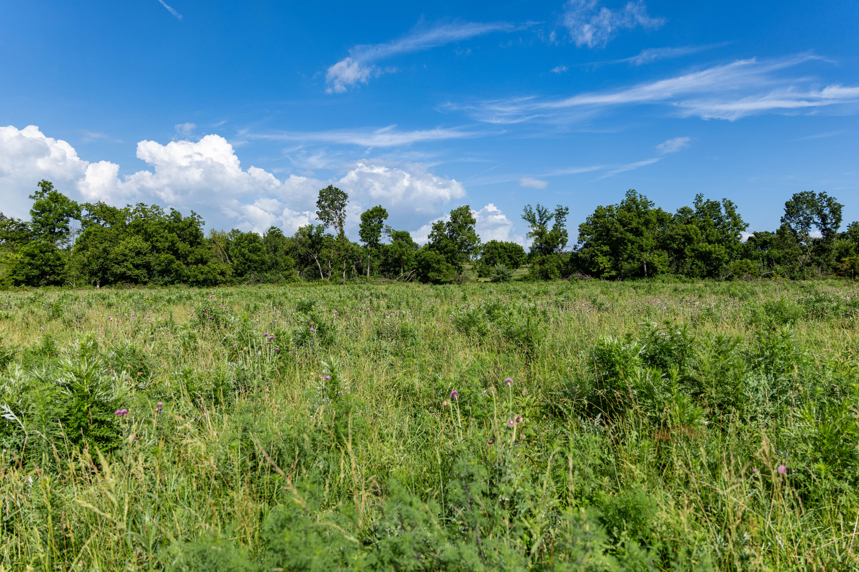 Photo 14 - Farm for sale – 16406  Lawrence 2240   Verona, MO