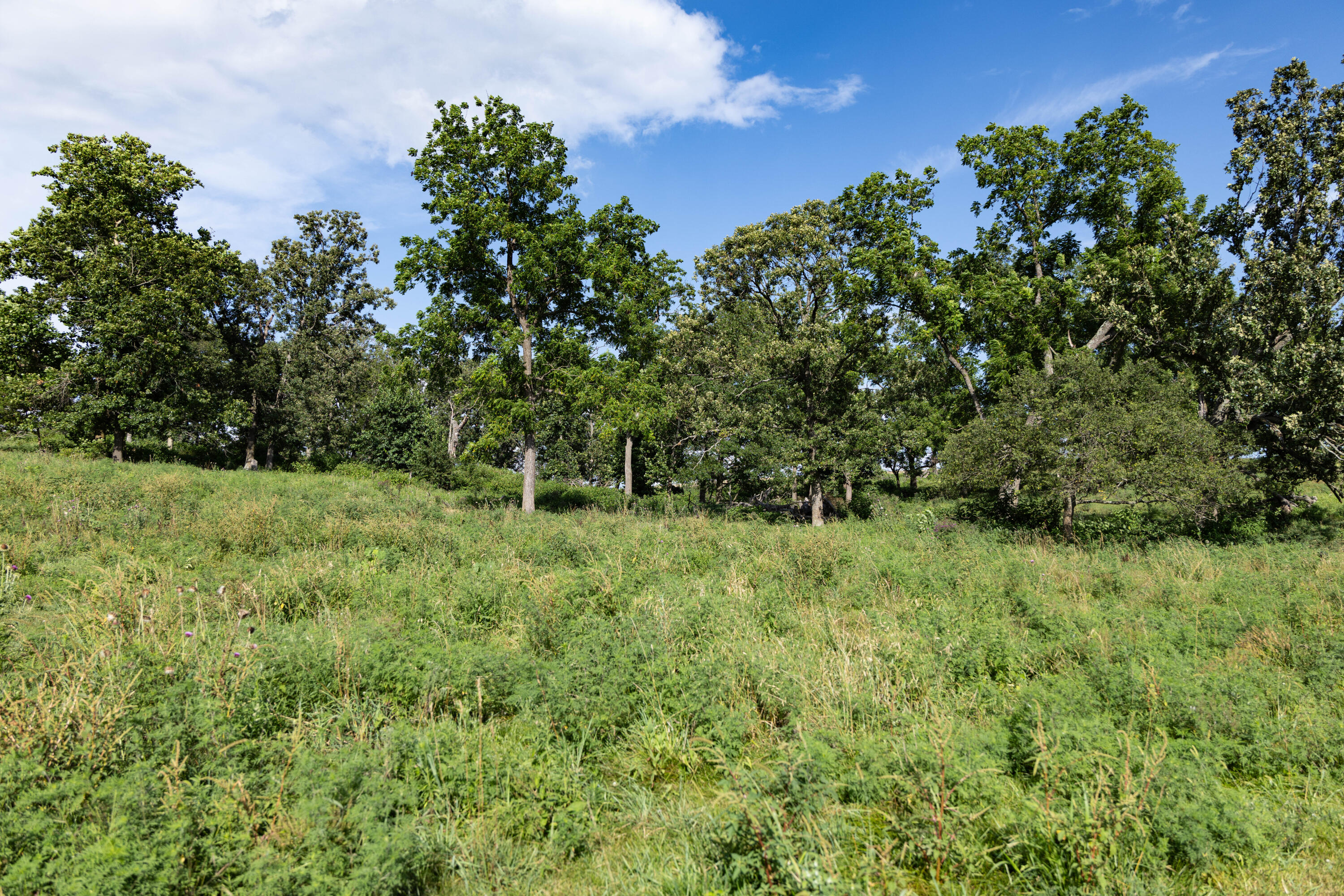 Photo 93 - Farm for sale – 16406  Lawrence 2240   Verona, MO