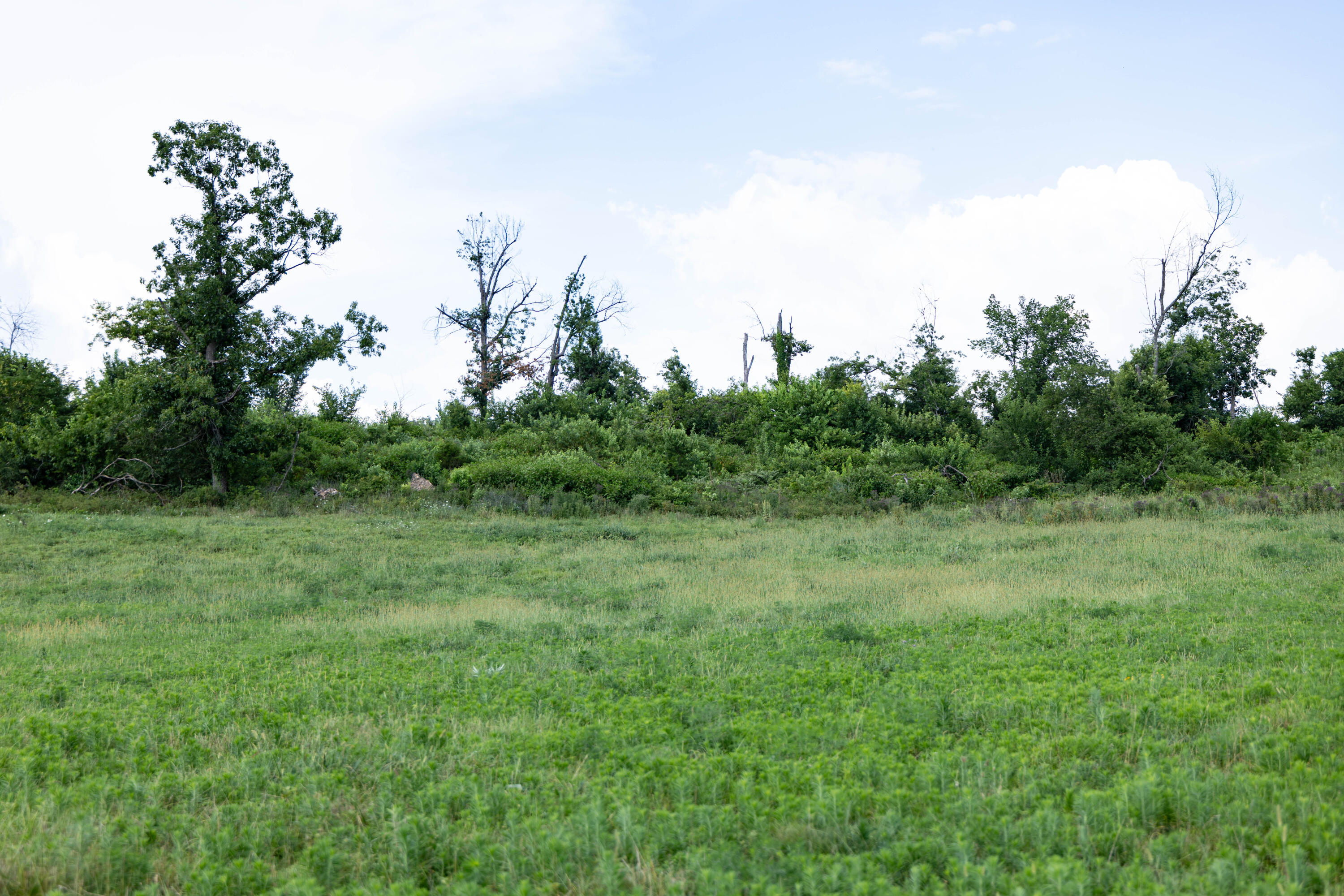 Photo 35 - Farm for sale – 16406  Lawrence 2240   Verona, MO