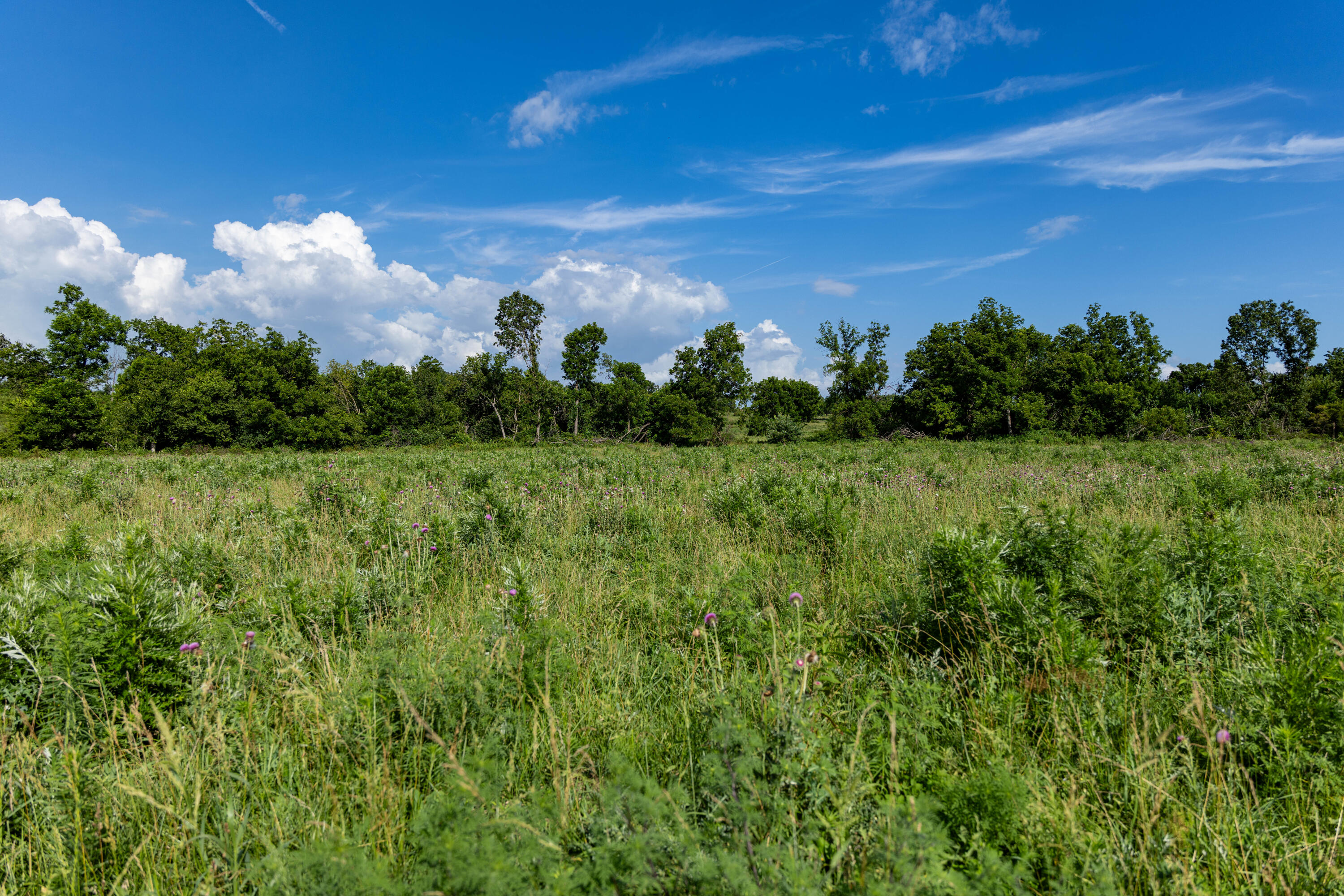 Photo 13 - Farm for sale – 16406  Lawrence 2240   Verona, MO