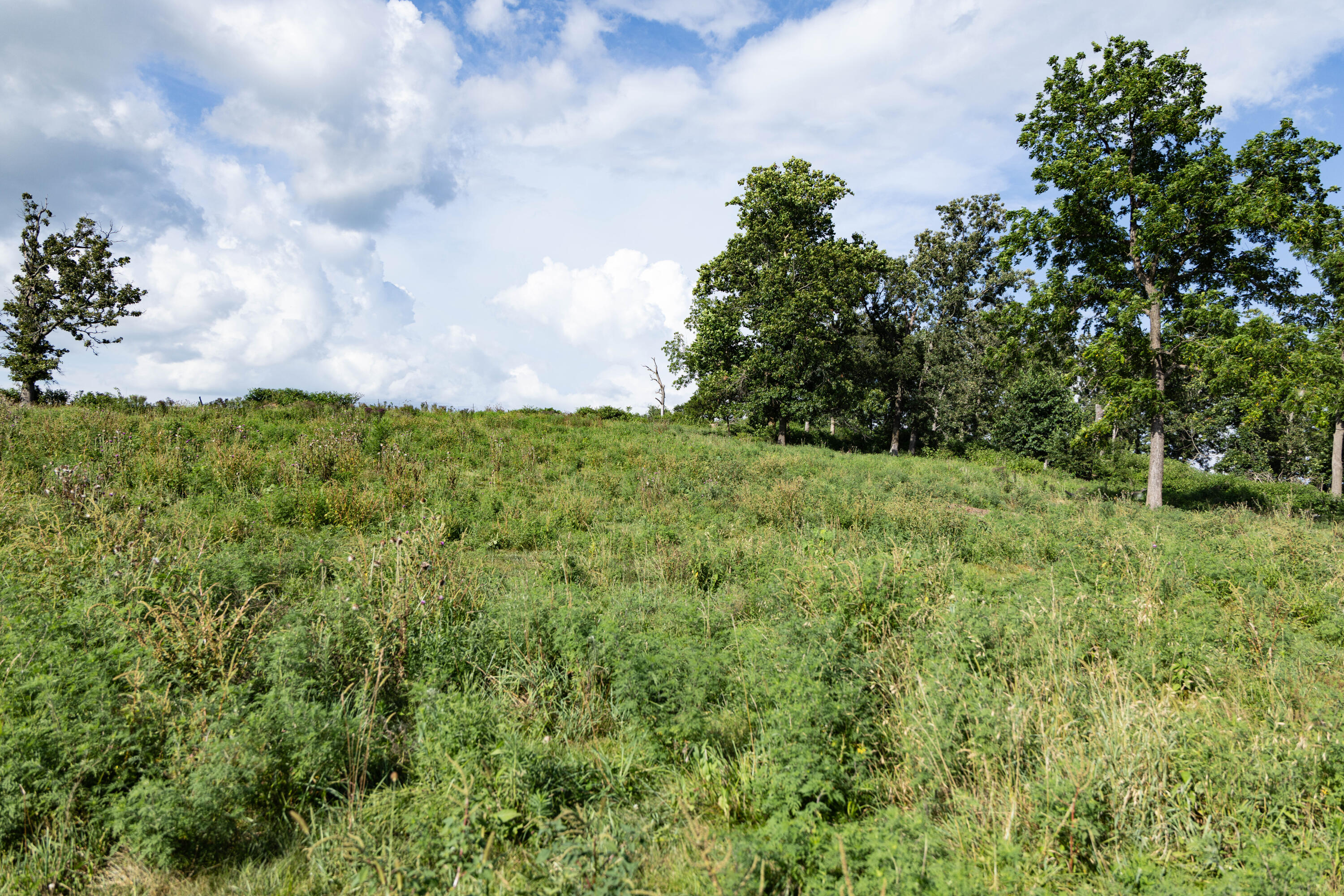 Photo 95 - Farm for sale – 16406  Lawrence 2240   Verona, MO