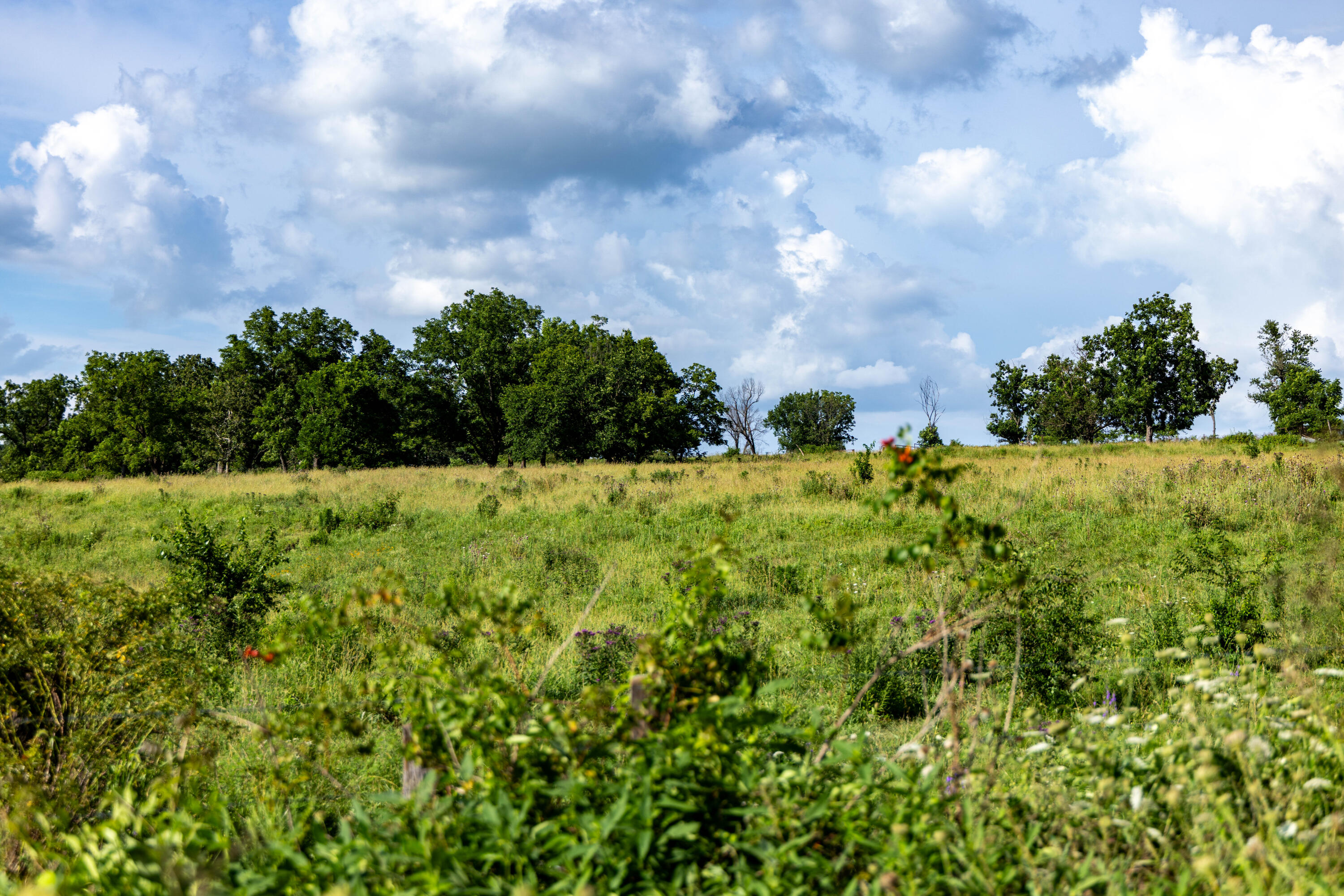 Photo 174 - Farm for sale – 16406  Lawrence 2240   Verona, MO