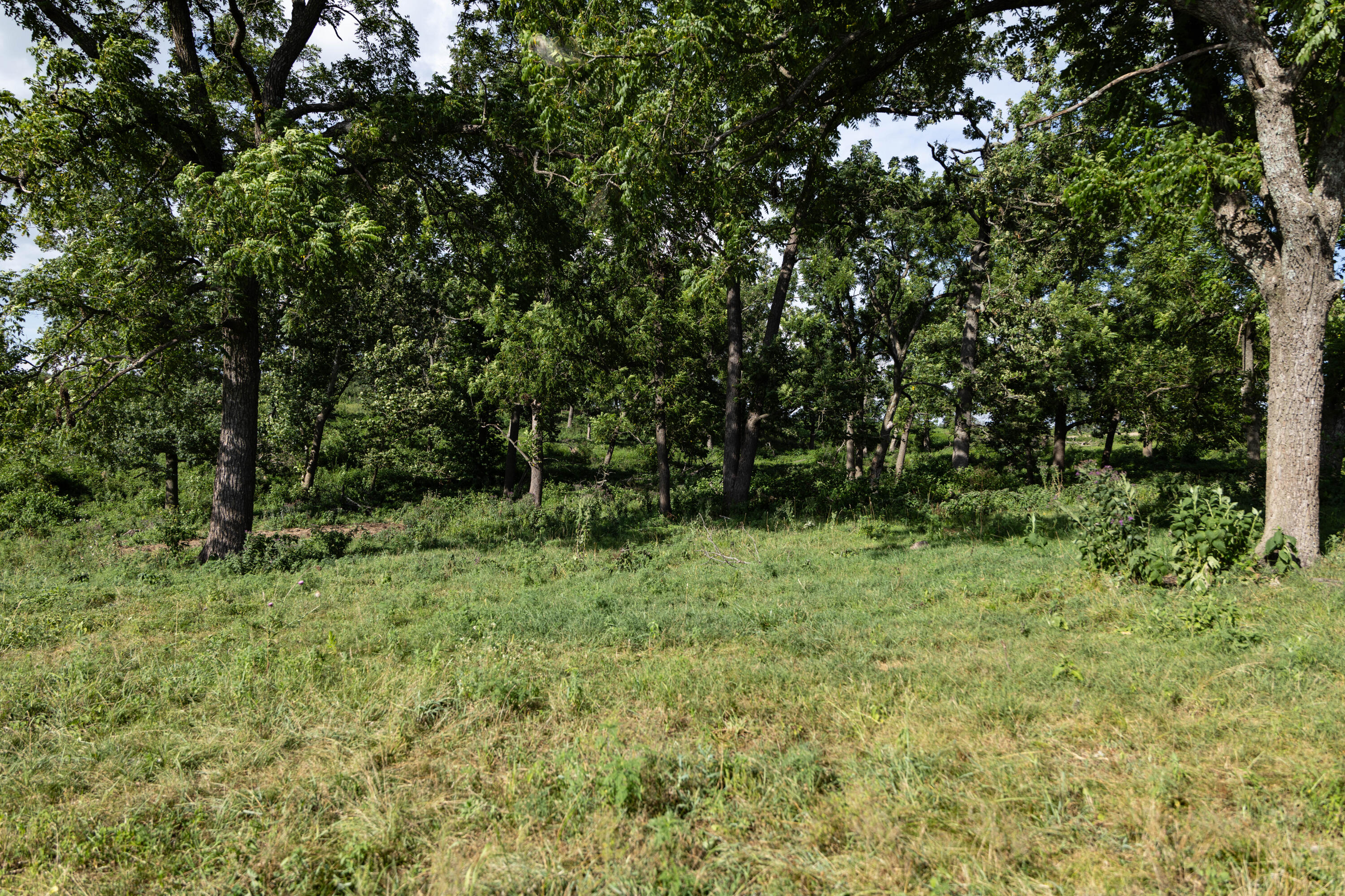 Photo 97 - Farm for sale – 16406  Lawrence 2240   Verona, MO