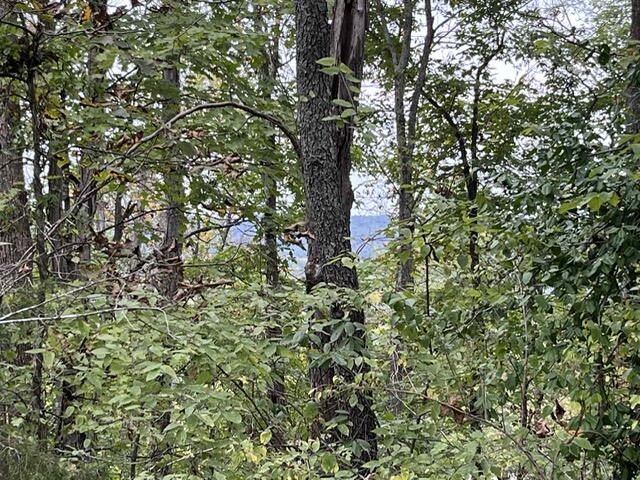 Photo 2 - Land for sale – Lot 20  Rabbit Run   Cape Fair, MO