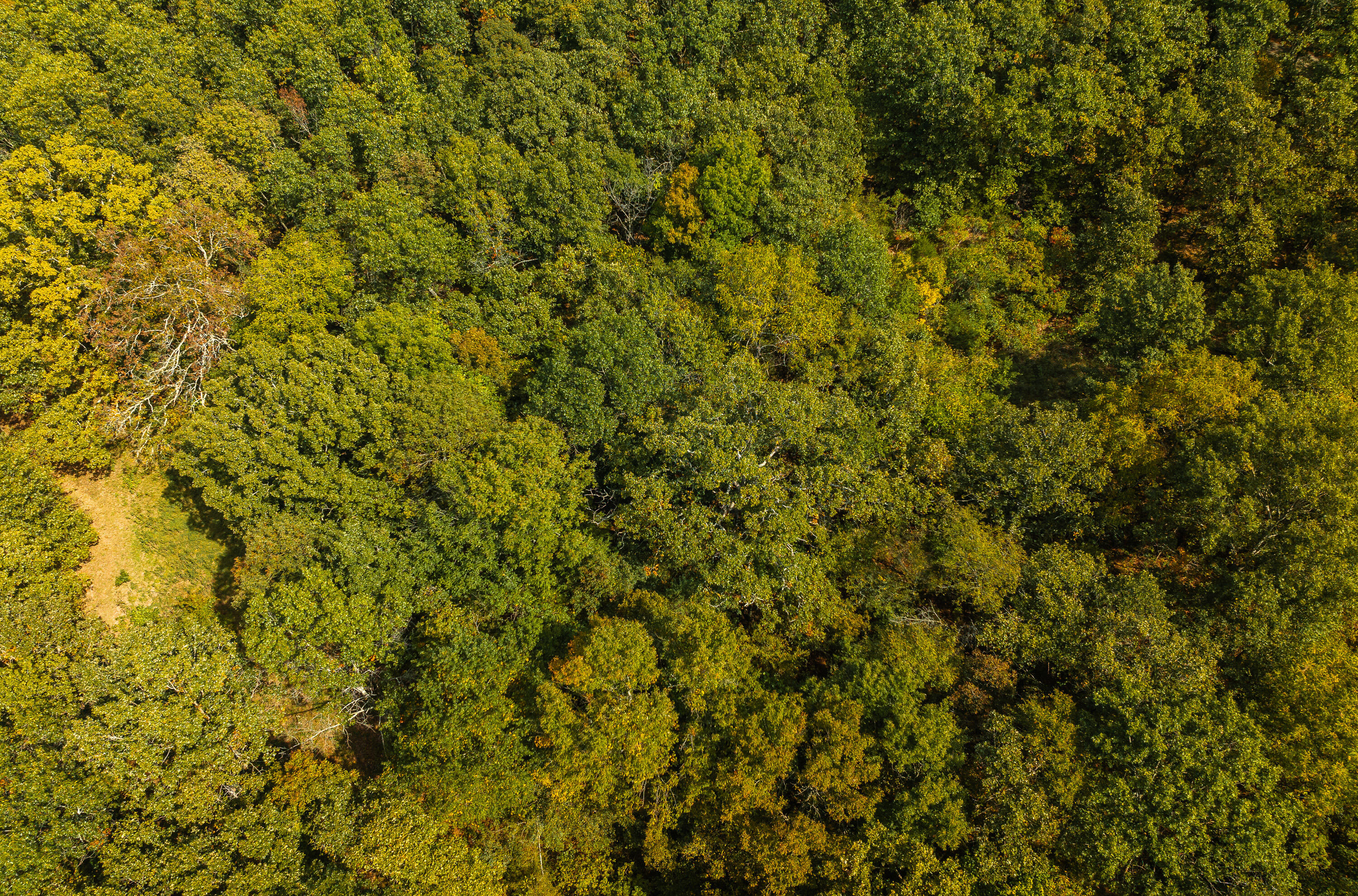 Photo 7 - Land for sale – 28060  Farm Rd 1268   Golden, MO