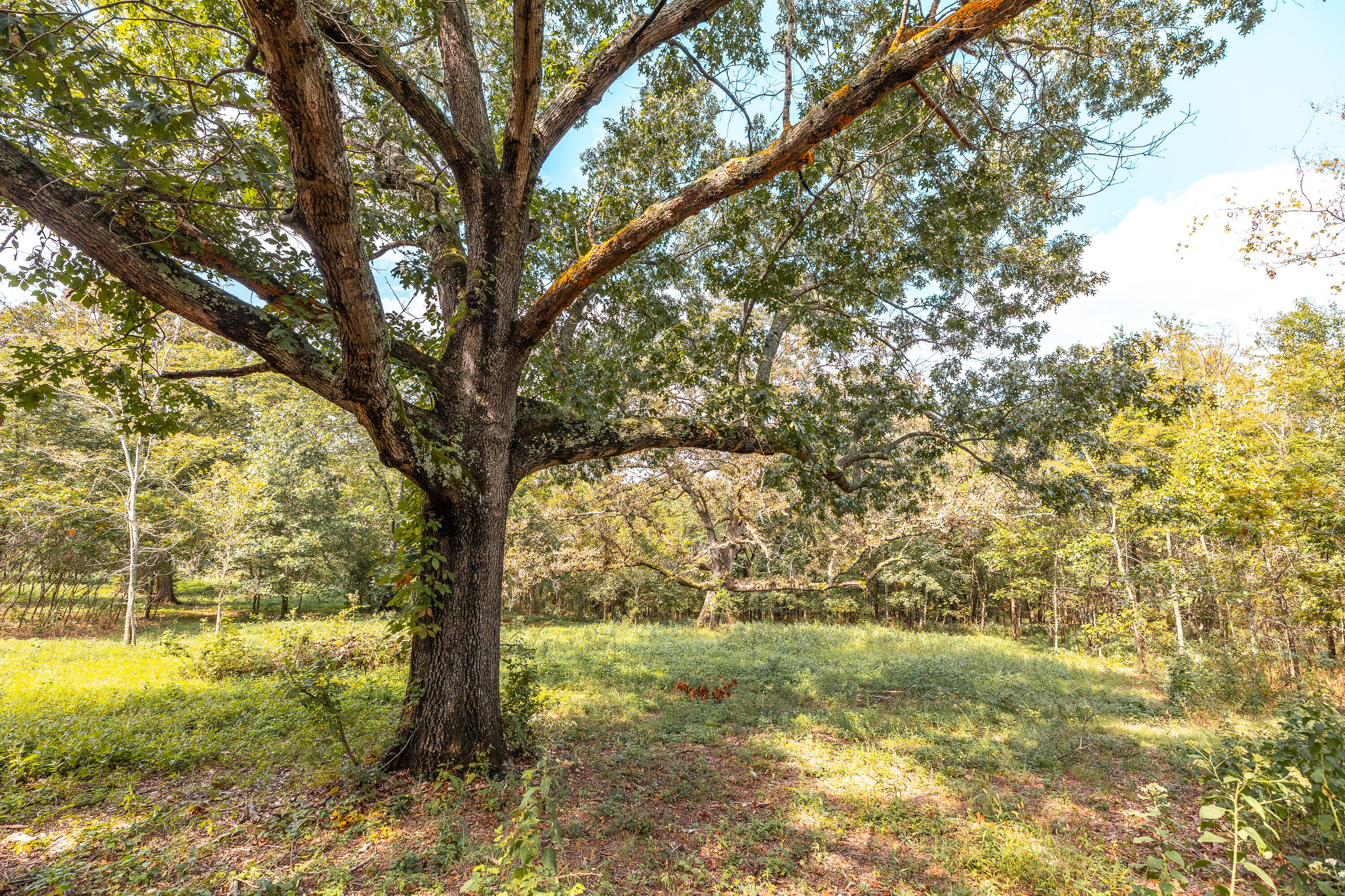 Photo 3 - Land for sale – 28060  Farm Rd 1268   Golden, MO