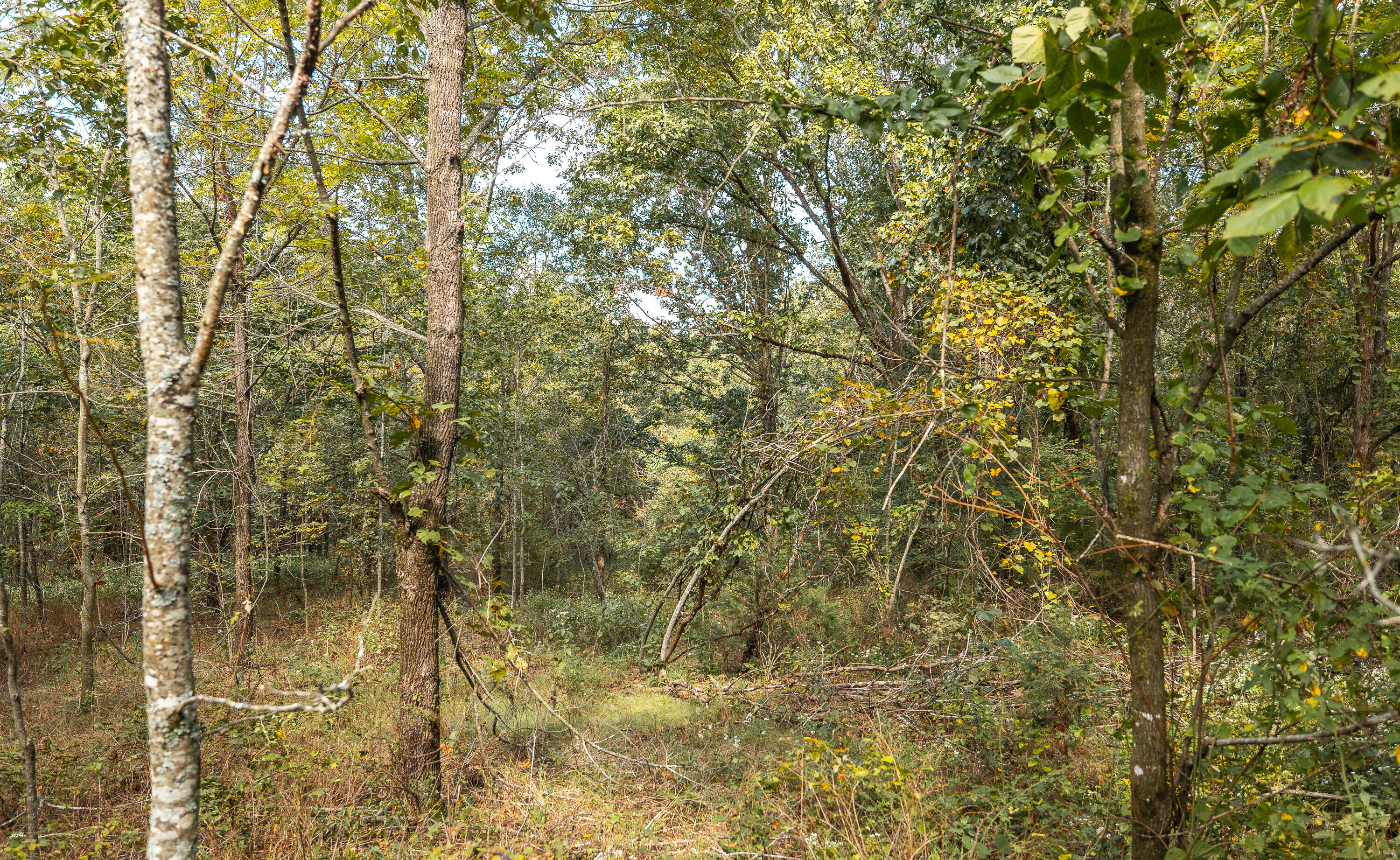 Photo 4 - Land for sale – 28060  Farm Rd 1268   Golden, MO