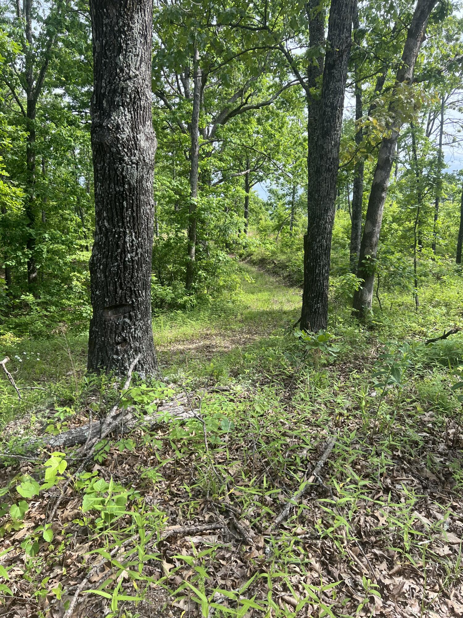 Photo 9 - Land for sale – Tbd  State Hwy Y   Willow Springs, MO