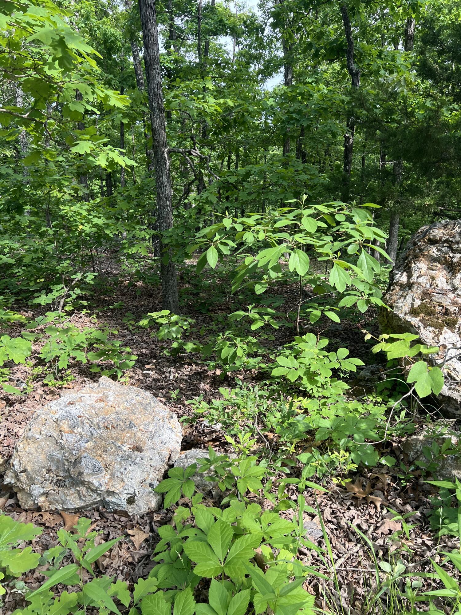 Photo 15 - Land for sale – Tbd  State Hwy Y   Willow Springs, MO