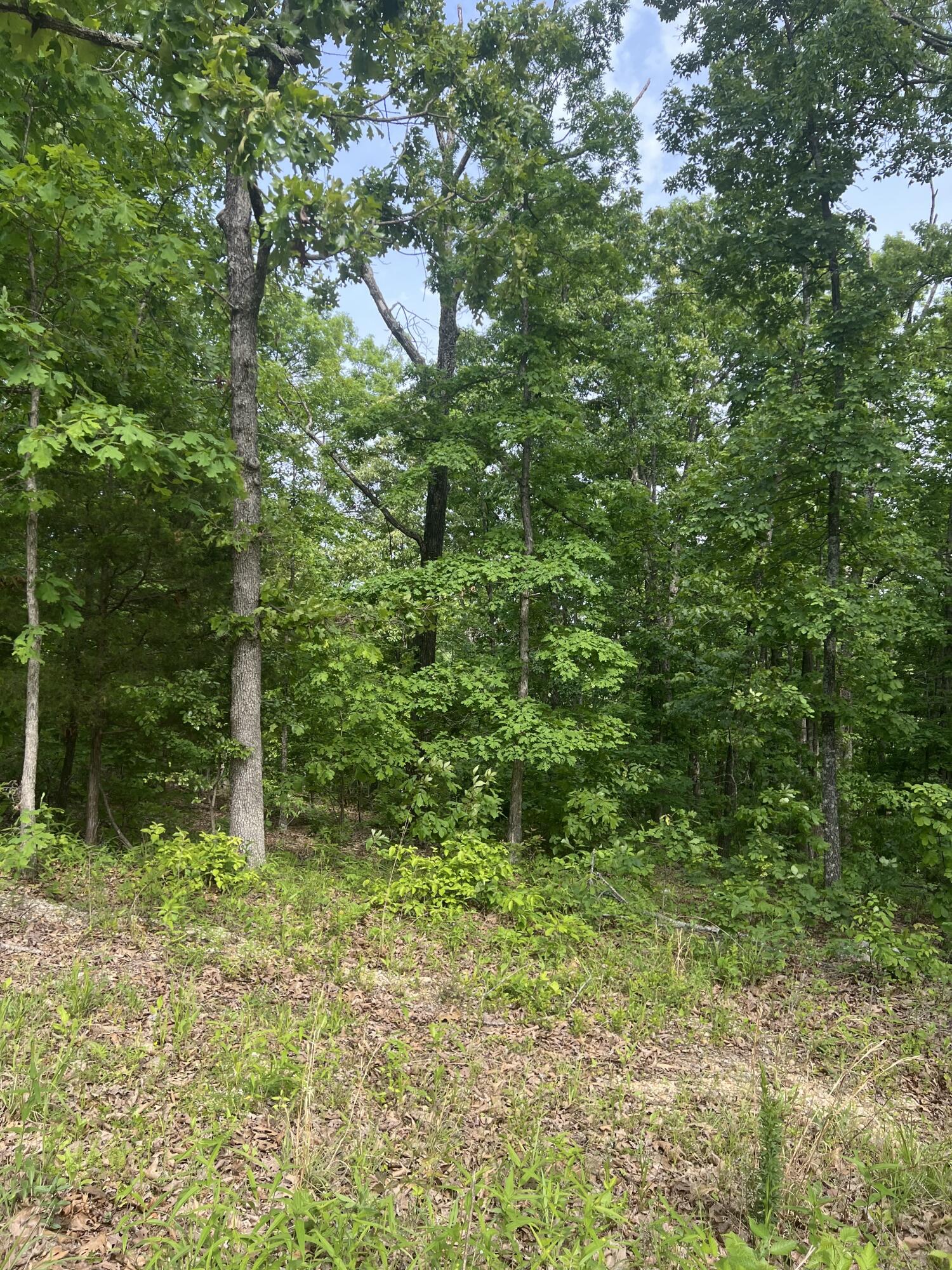 Photo 10 - Land for sale – Tbd  State Hwy Y   Willow Springs, MO