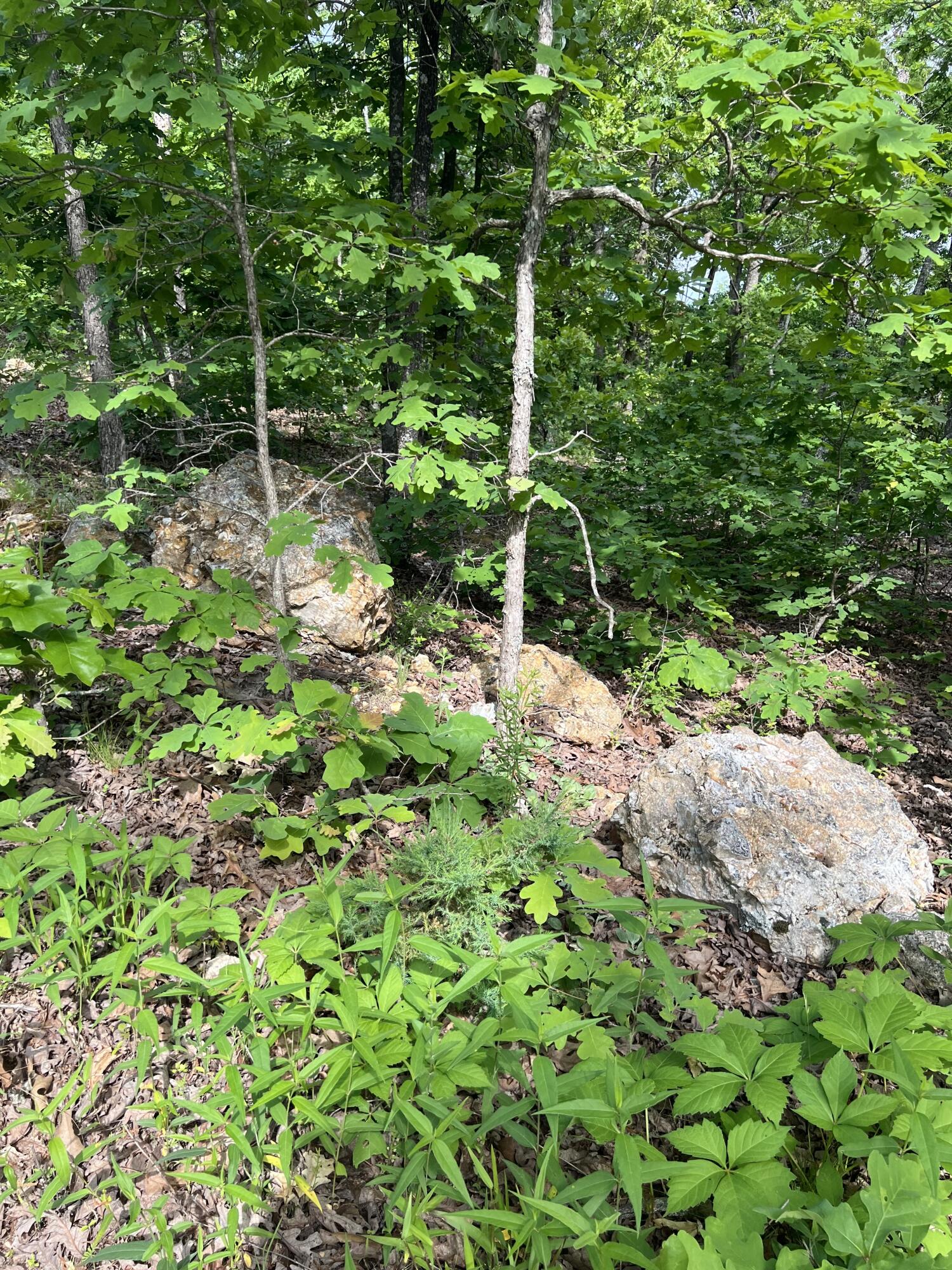 Photo 14 - Land for sale – Tbd  State Hwy Y   Willow Springs, MO