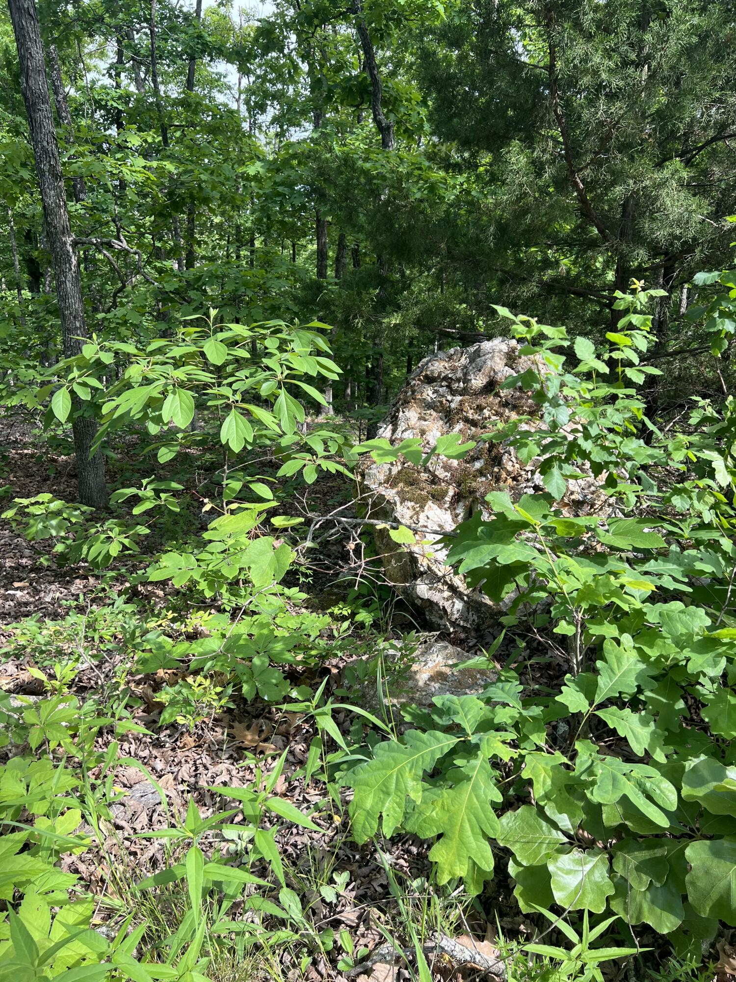 Photo 13 - Land for sale – Tbd  State Hwy Y   Willow Springs, MO