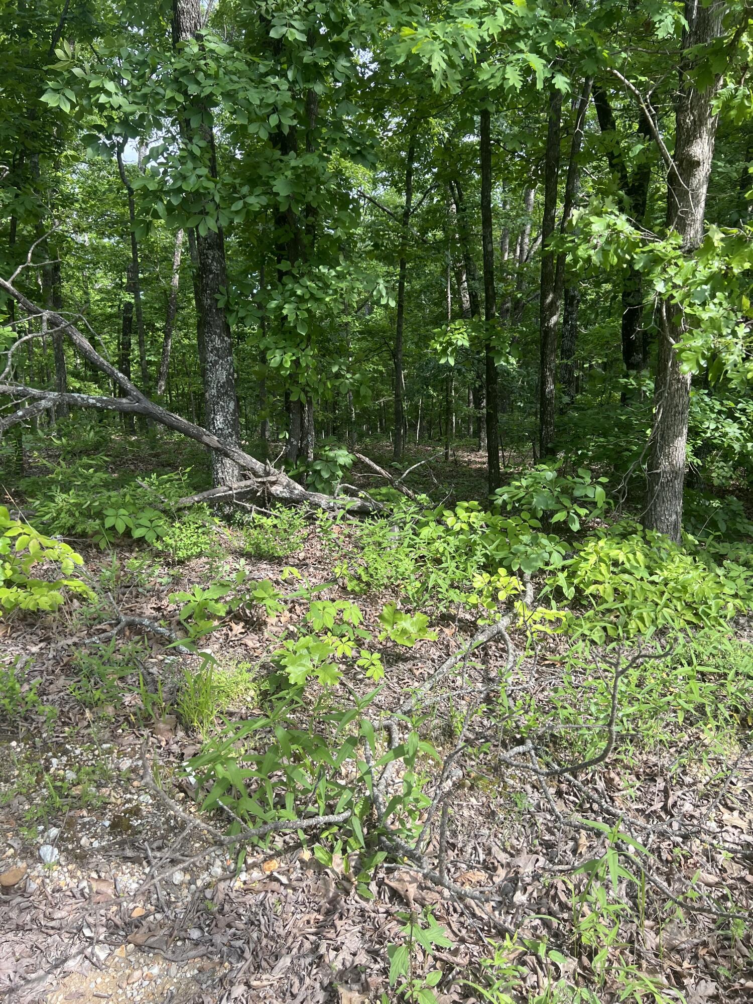Photo 12 - Land for sale – Tbd  State Hwy Y   Willow Springs, MO