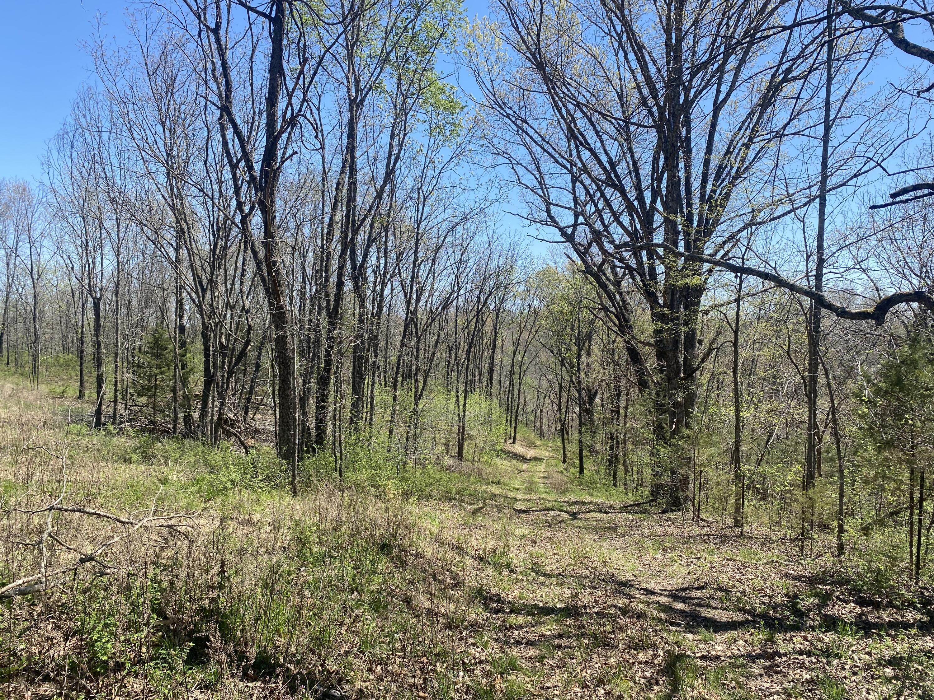 Photo 2 - Land for sale – 000  Joshua Tree   Highlandville, MO