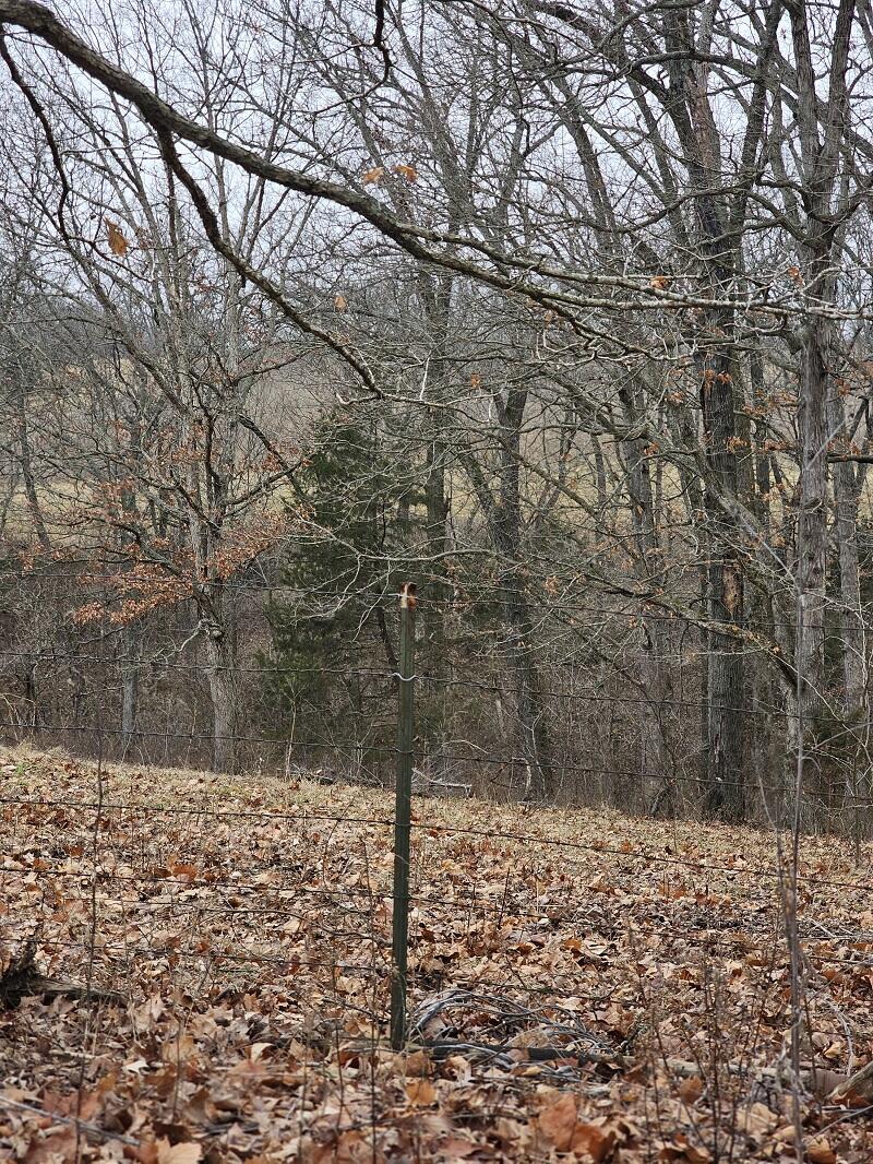 Photo 7 - Farm for sale – 5620  Silver Lake Road  Clever, MO