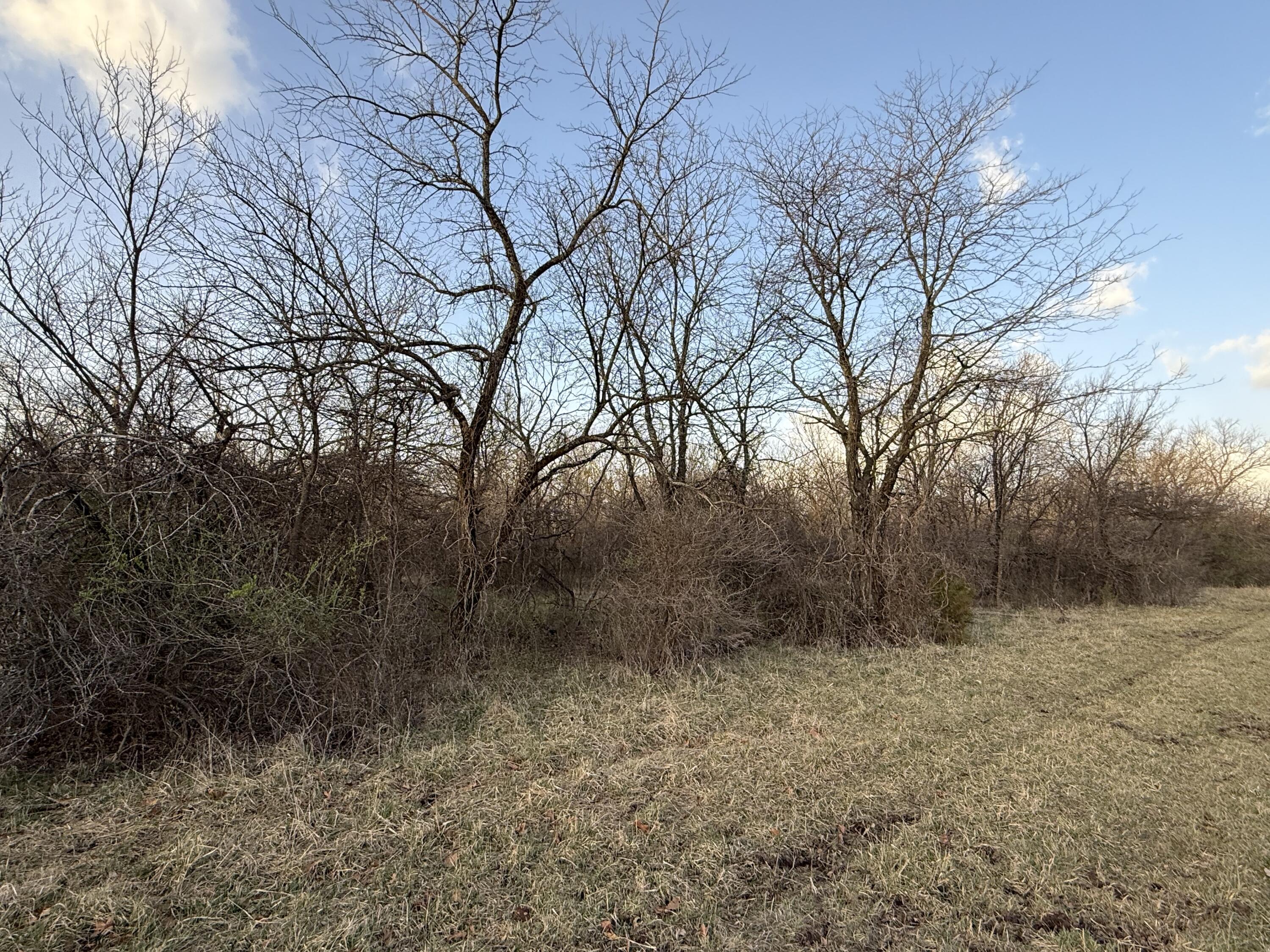 Photo 8 - Land for sale – Tract 3  Dade 142   South Greenfield, MO