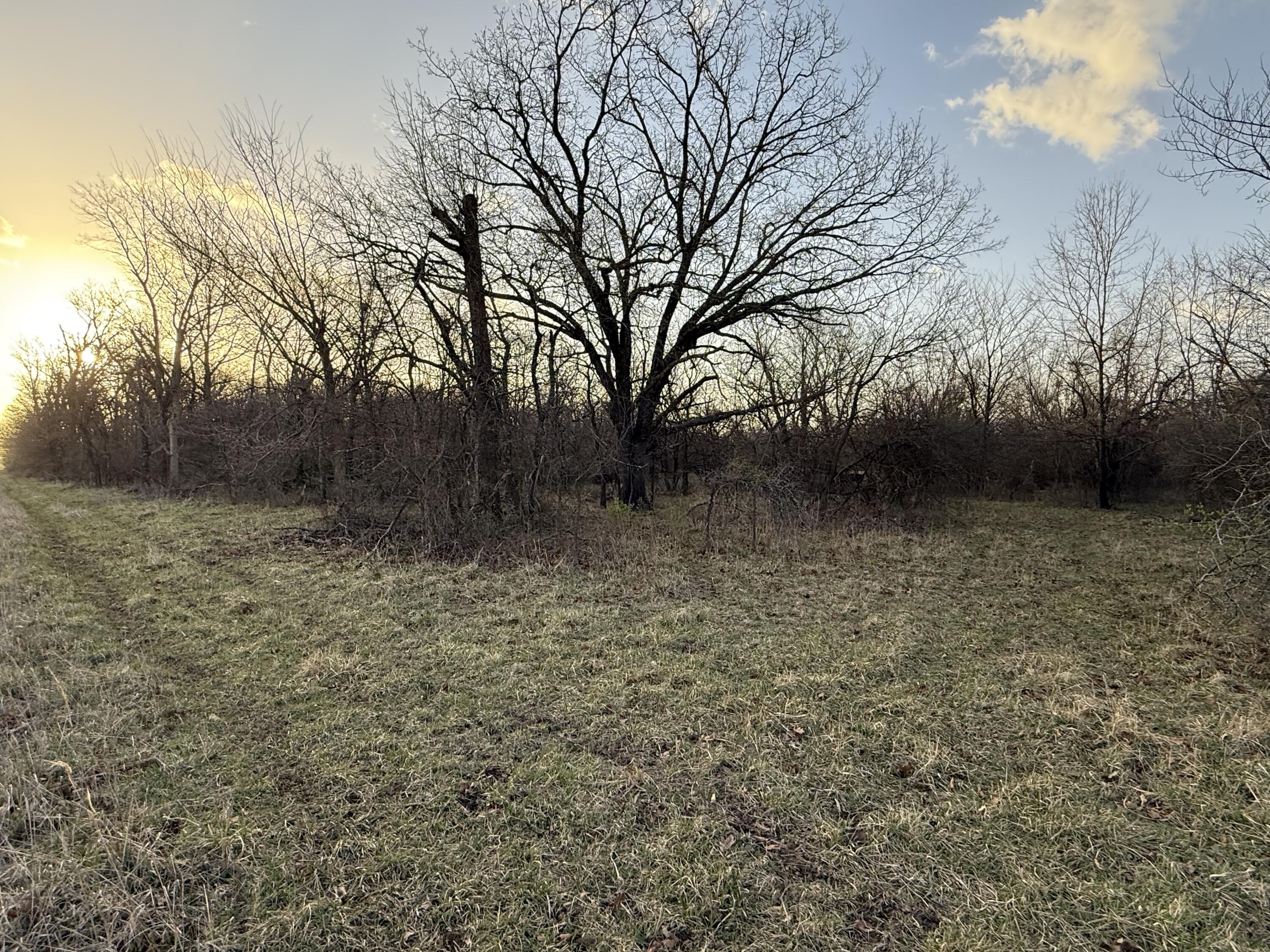 Photo 7 - Land for sale – Tract 3  Dade 142   South Greenfield, MO