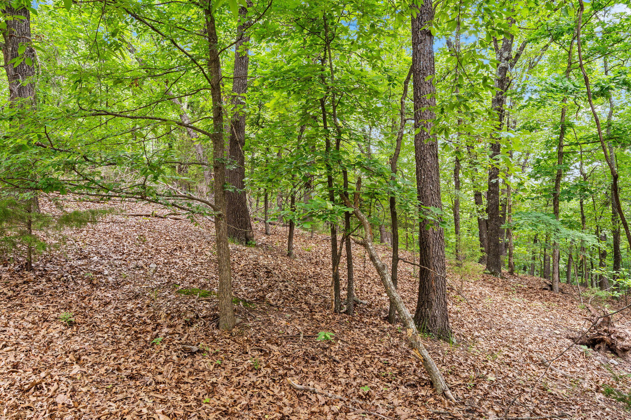 Photo 13 - Land for sale – Lot 23  Mcguire Drive  Kimberling City, MO