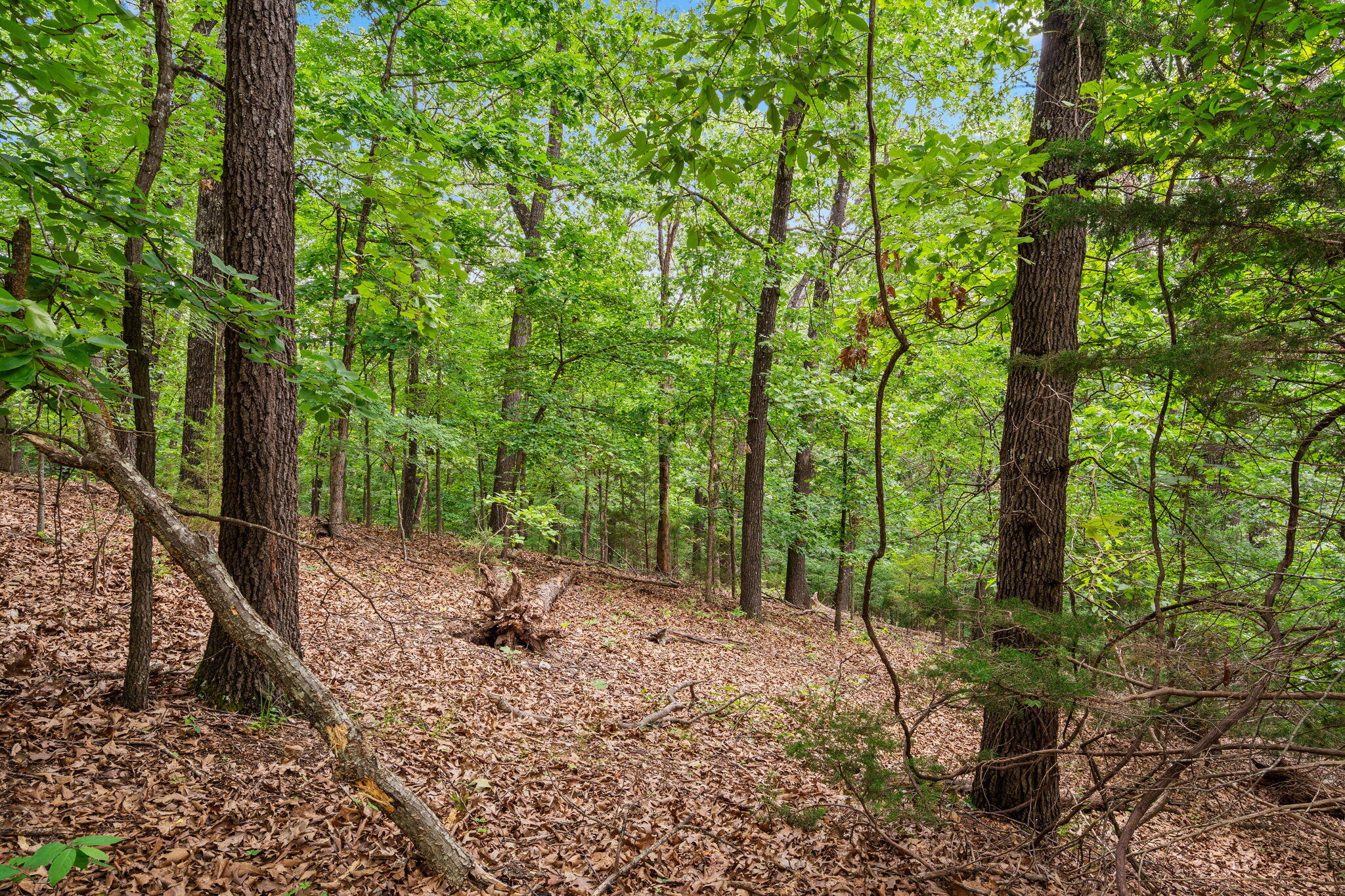 Photo 9 - Land for sale – Lot 23  Mcguire Drive  Kimberling City, MO