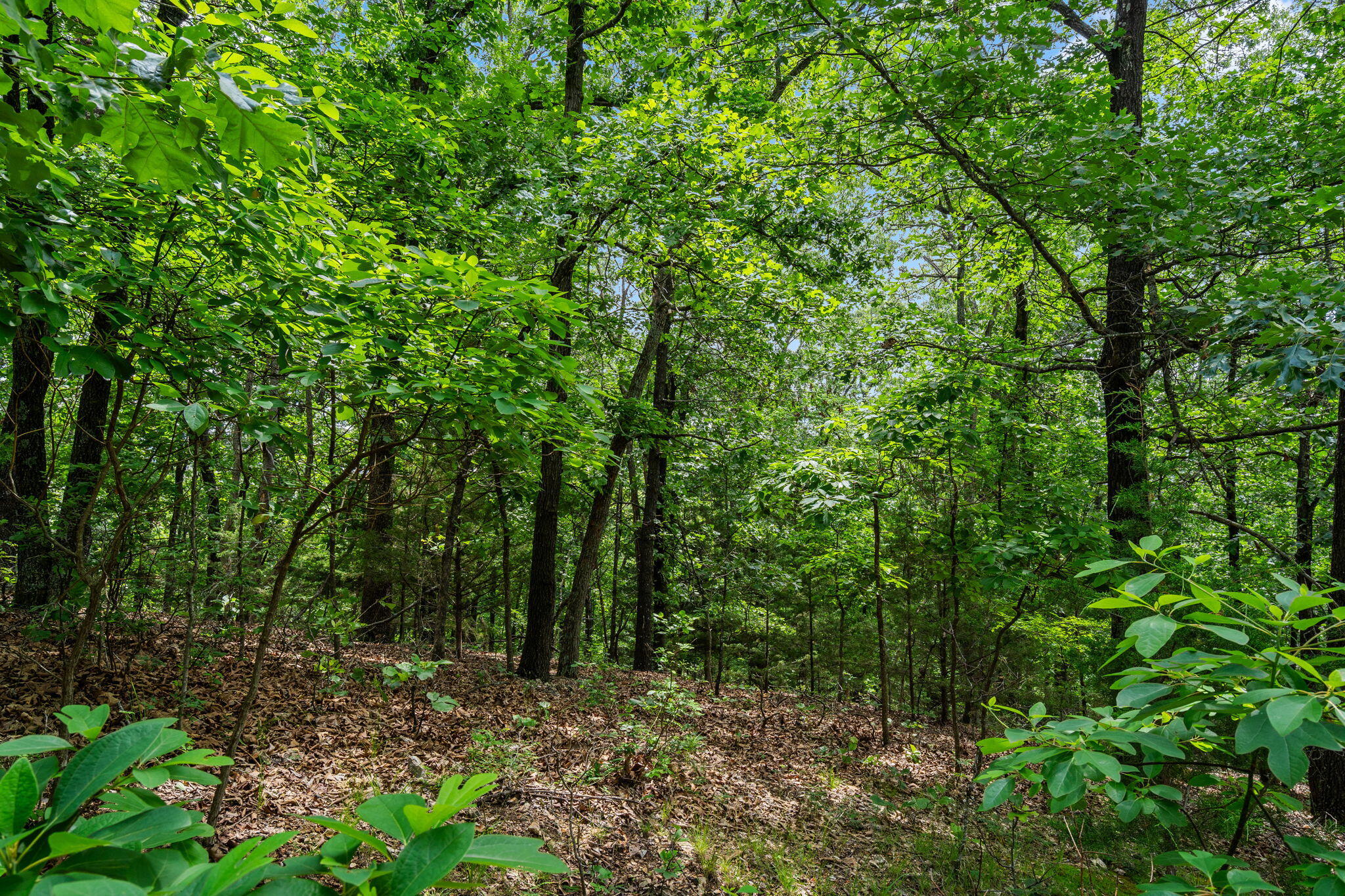 Photo 14 - Land for sale – Lot 23  Mcguire Drive  Kimberling City, MO