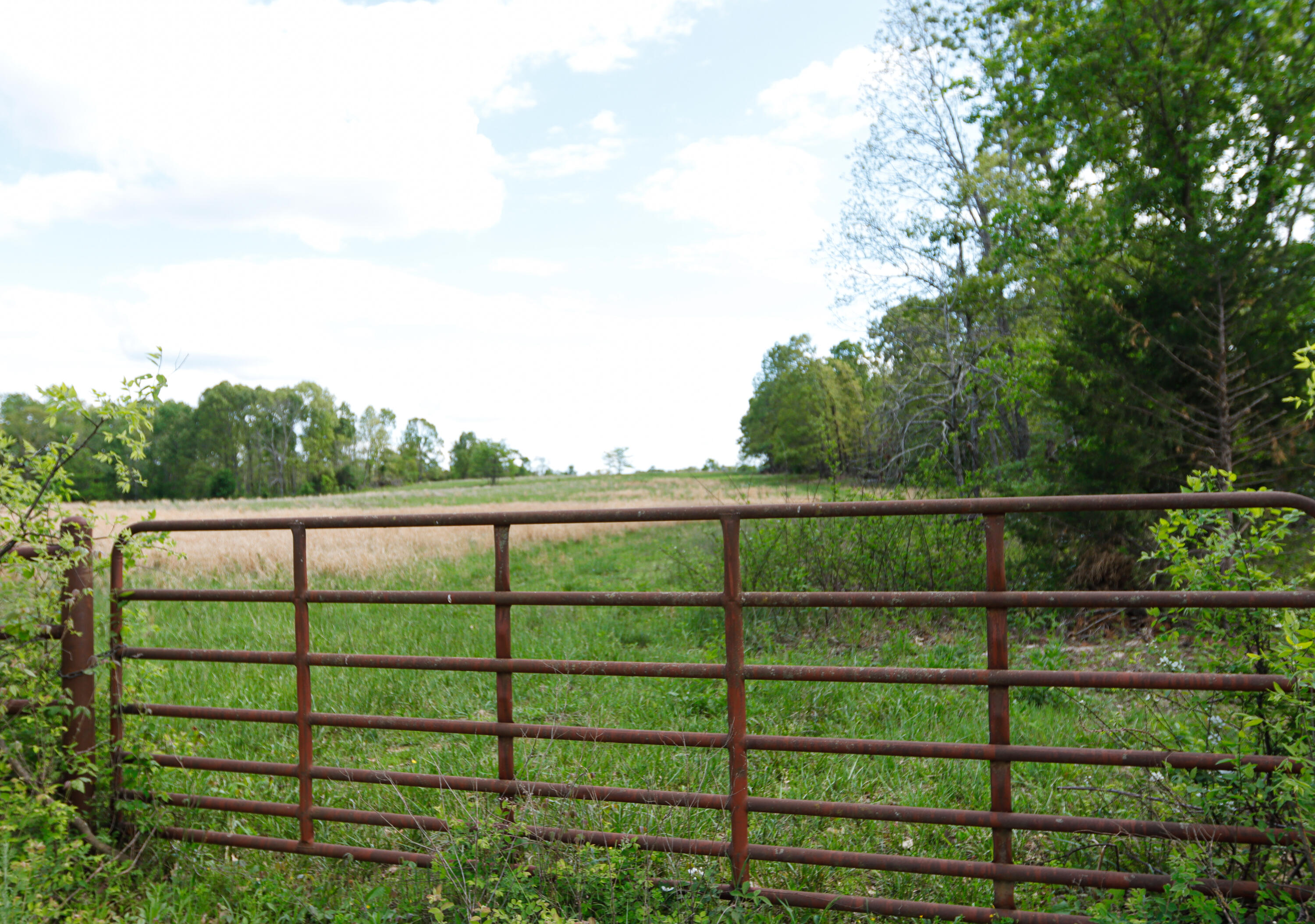 Photo 3 - Land for sale – 000  State Route M Highway Highway  Koshkonong, MO