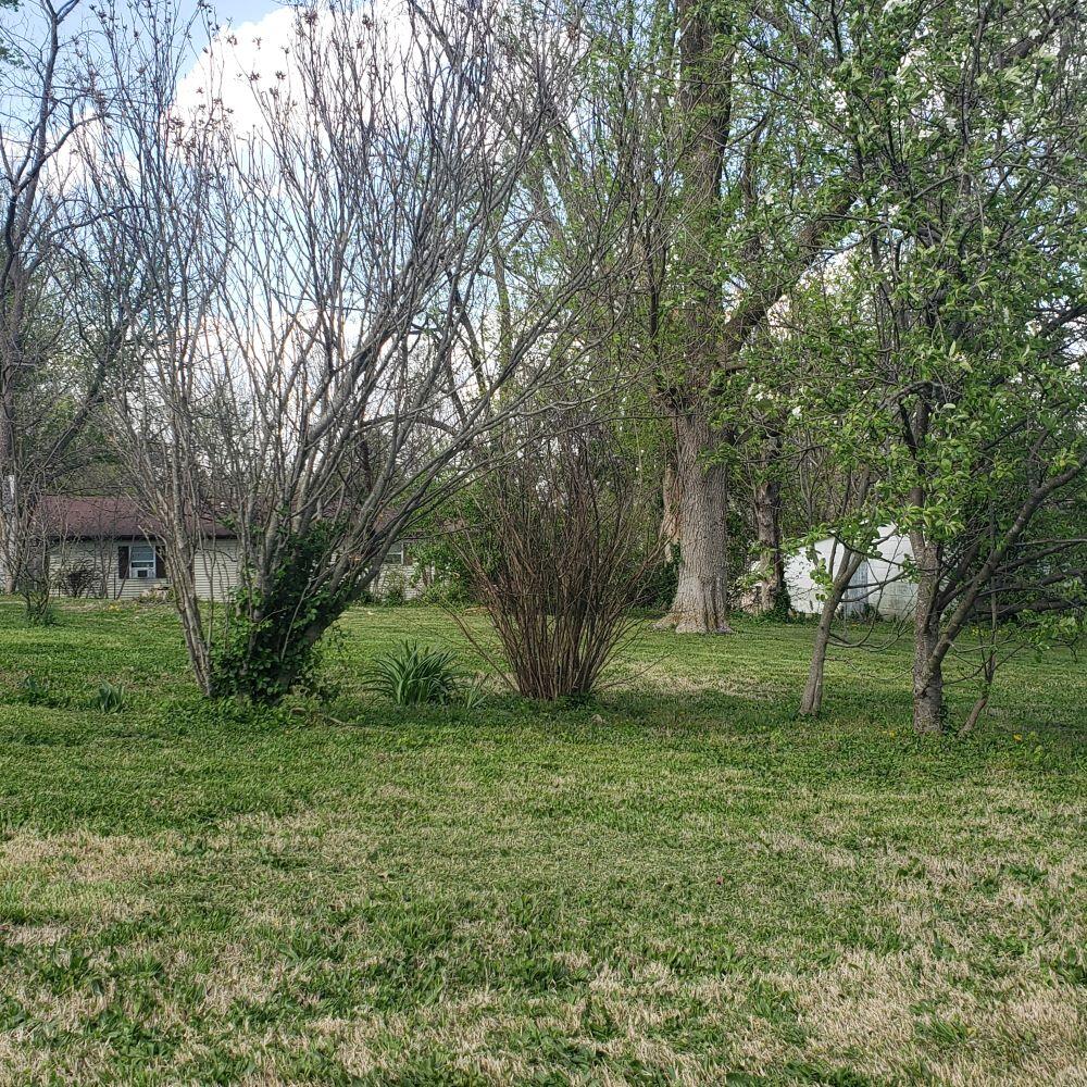 Photo 2 - Land for sale – 312 W 11th Street  Mountain Grove, MO