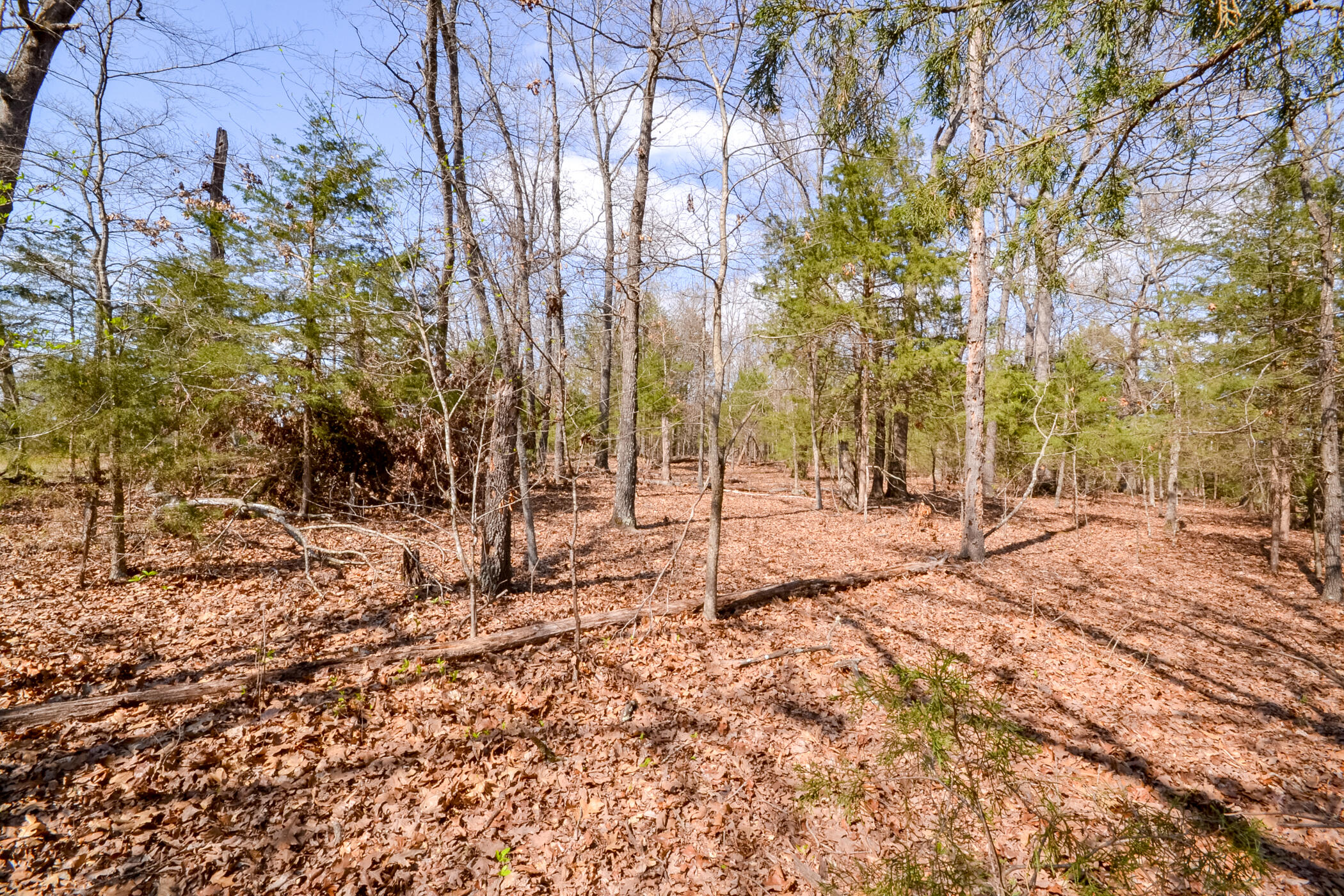 Photo 15 - Land for sale – 000  Farm Road 2250   Golden, MO