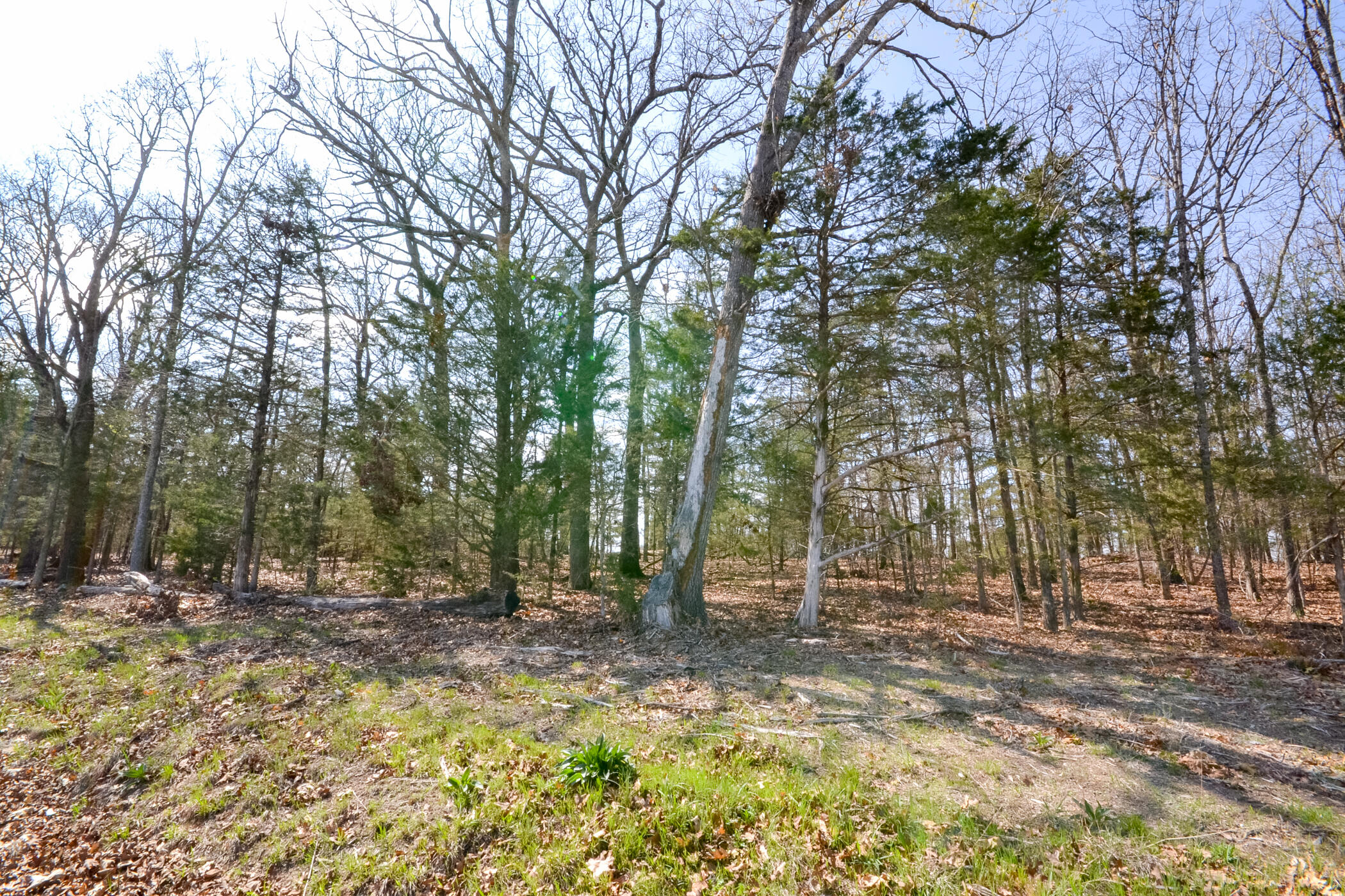 Photo 14 - Land for sale – 000  Farm Road 2250   Golden, MO