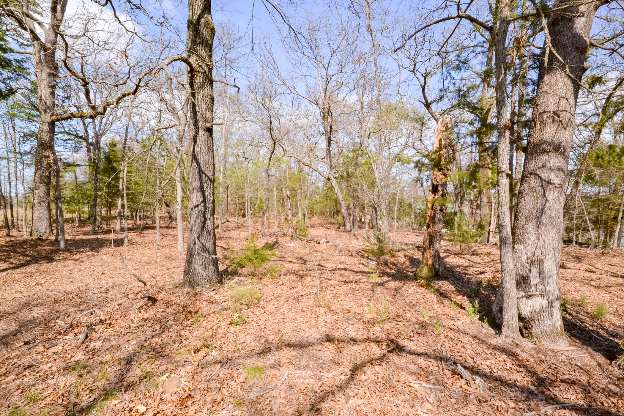 Photo 17 - Land for sale – 000  Farm Road 2250   Golden, MO