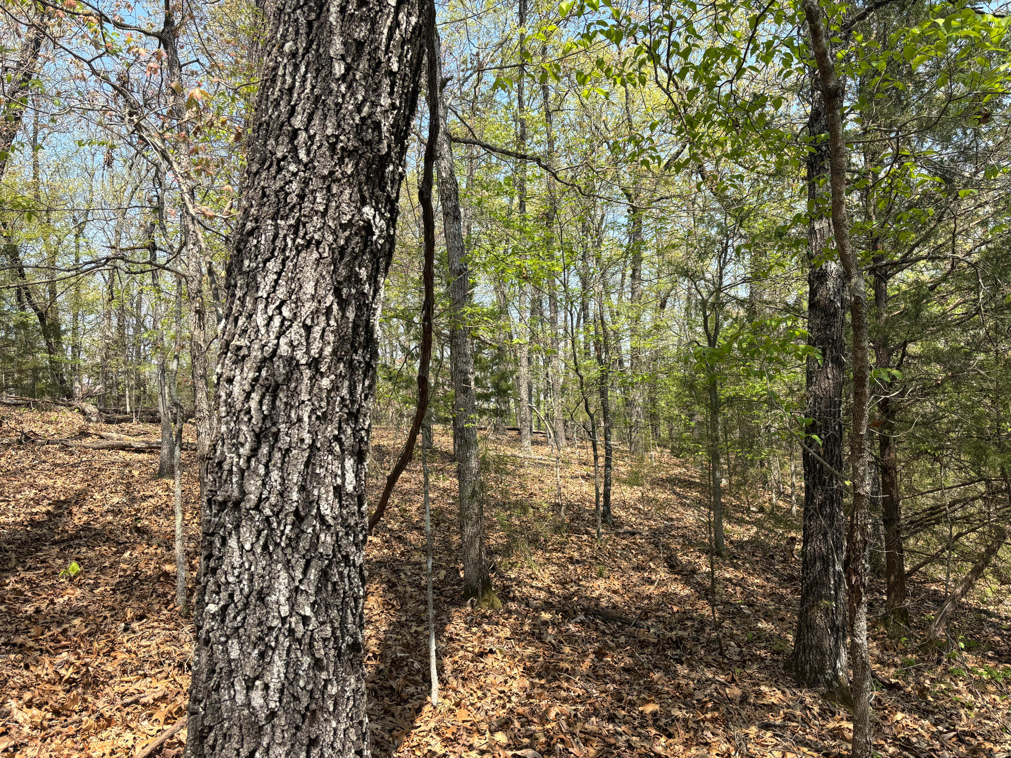 Photo 10 - Land for sale – 000  County Road 644   Theodosia, MO