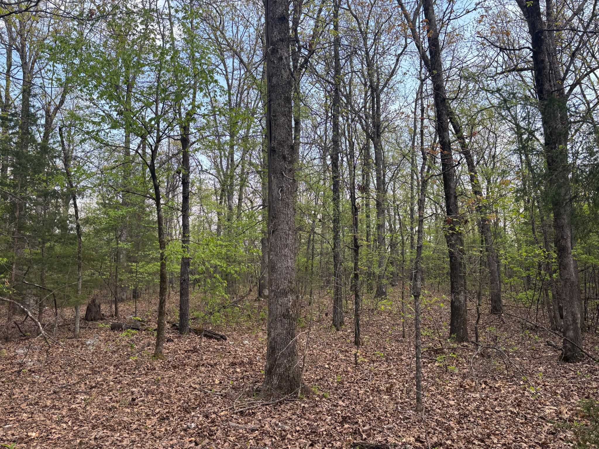 Photo 4 - Land for sale – 000  County Road 644   Theodosia, MO