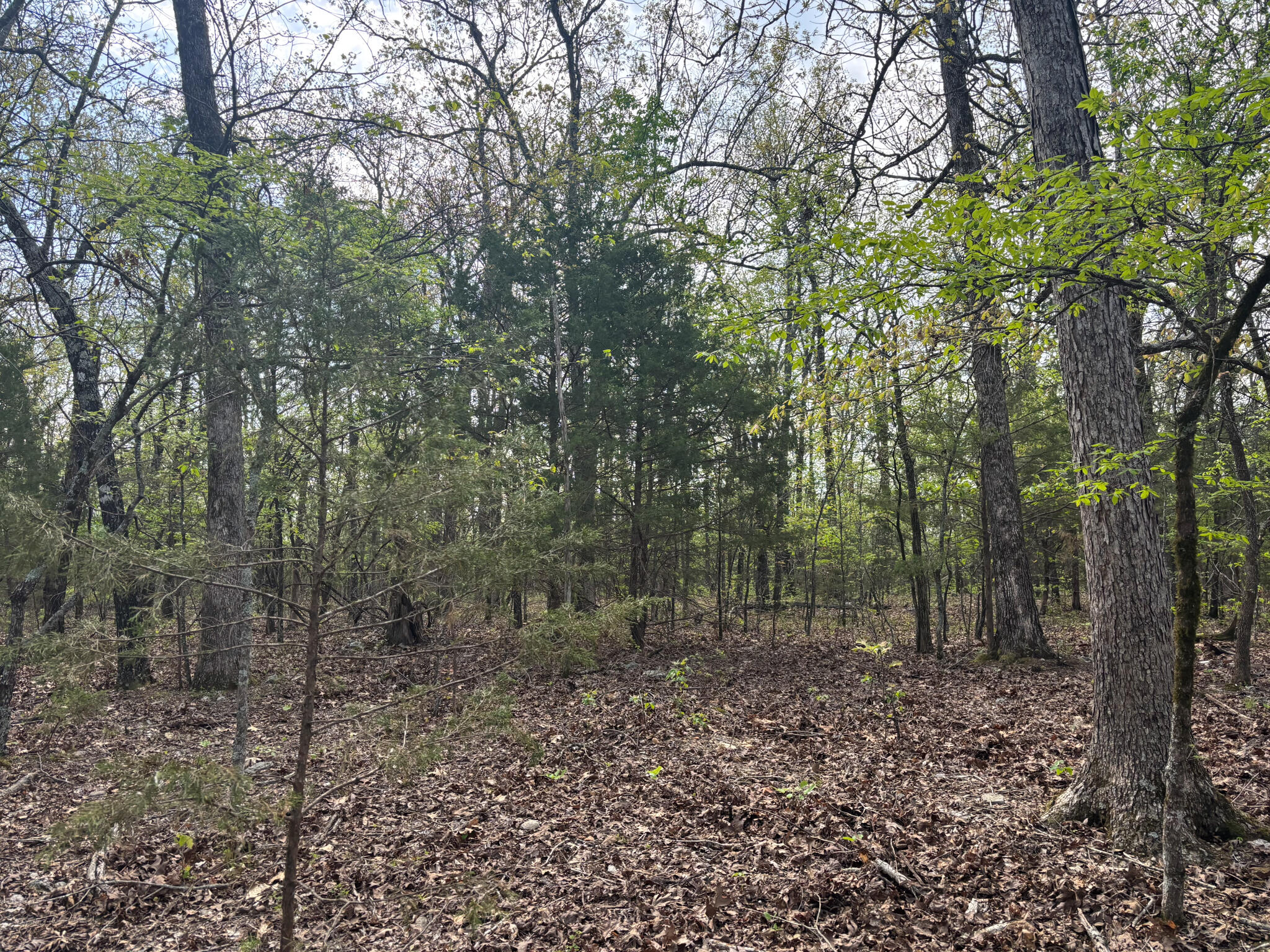 Photo 5 - Land for sale – 000  County Road 644   Theodosia, MO