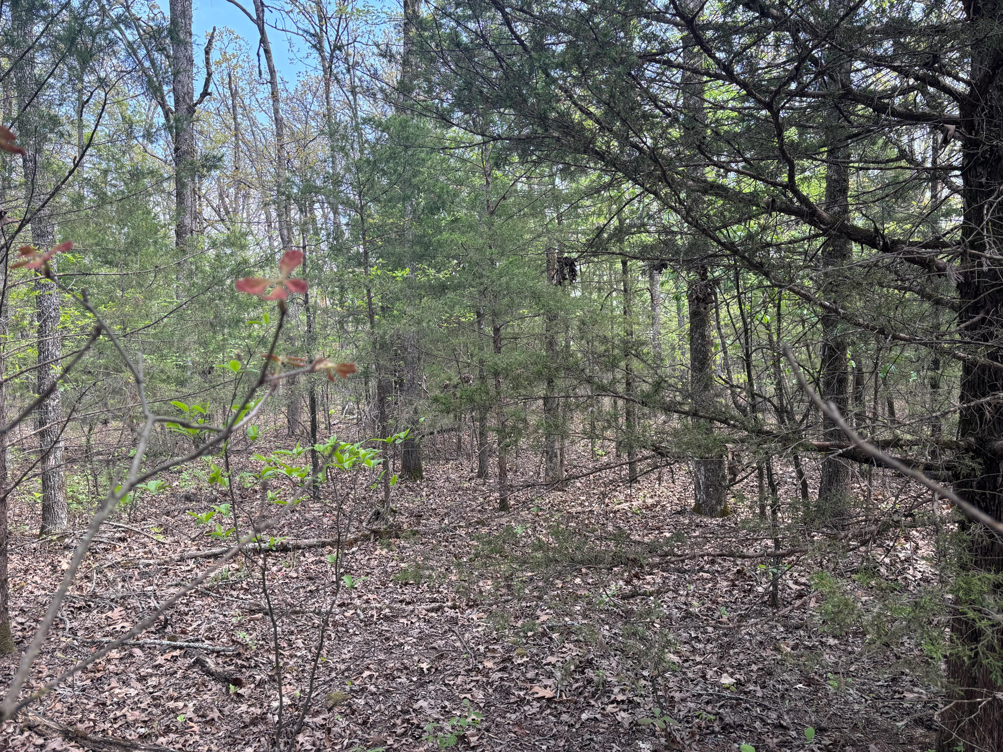 Photo 3 - Land for sale – 000  County Road 644   Theodosia, MO