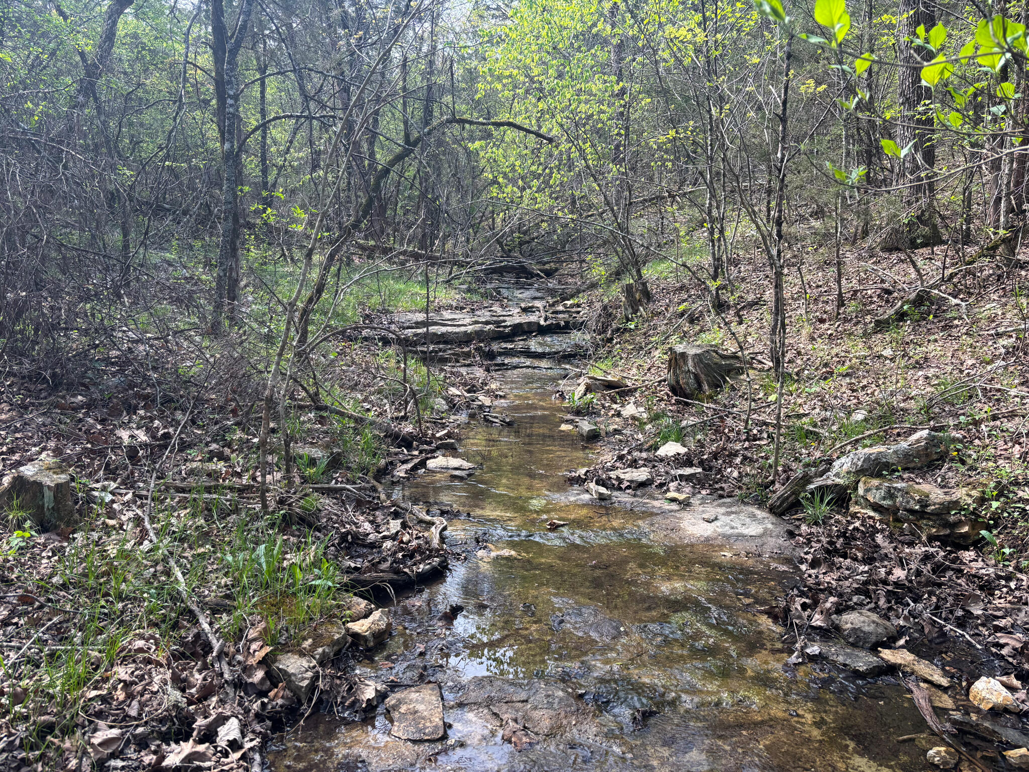 Photo 12 - Land for sale – 000  County Road 644   Theodosia, MO