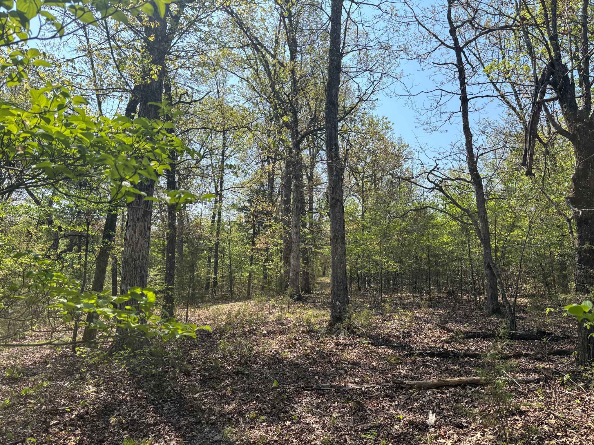 Photo 11 - Land for sale – 000  County Road 644   Theodosia, MO
