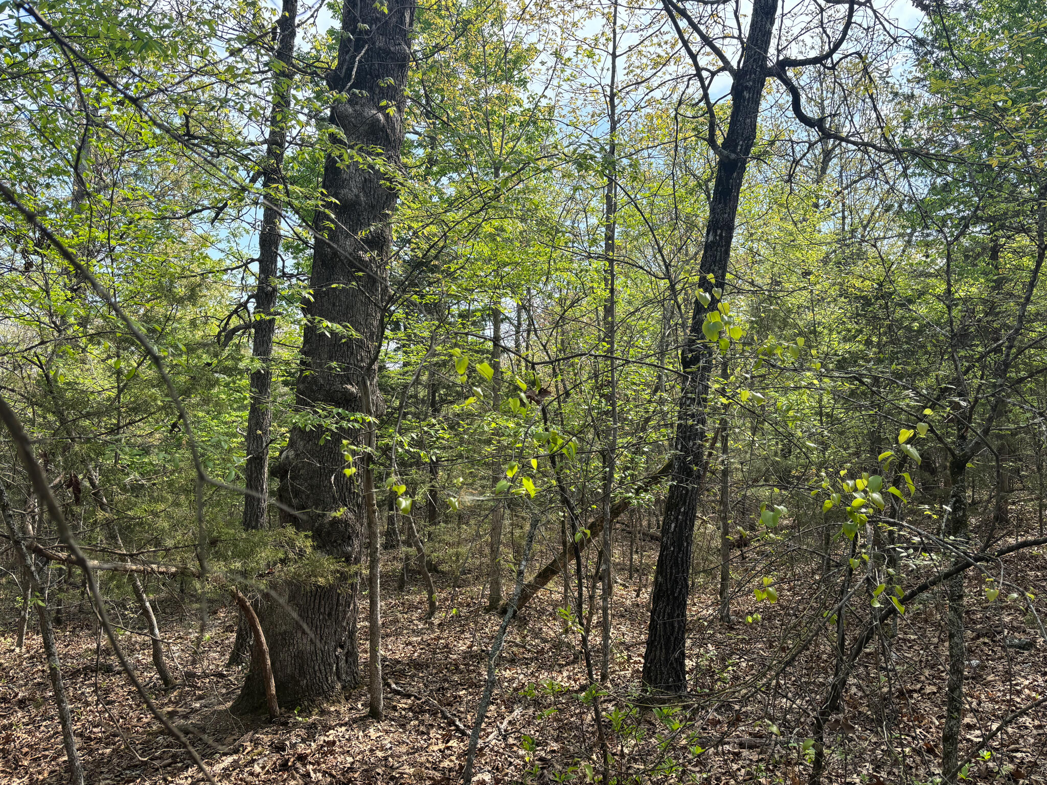 Photo 6 - Land for sale – 000  County Road 644   Theodosia, MO