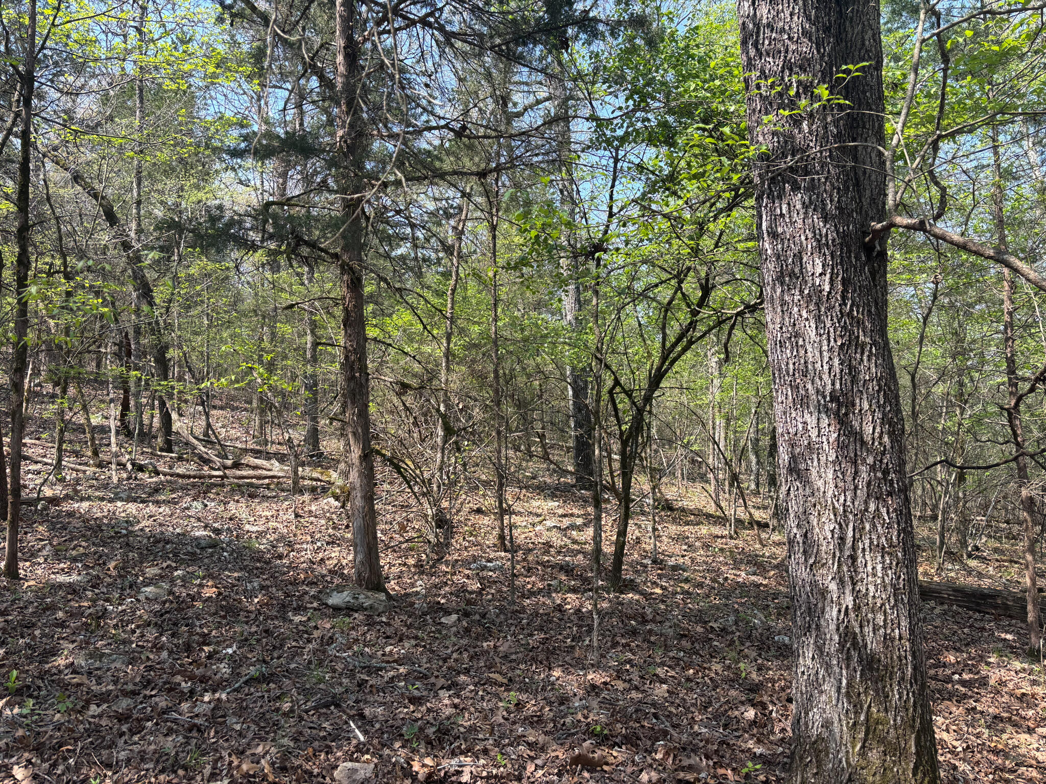 Photo 9 - Land for sale – 000  County Road 644   Theodosia, MO