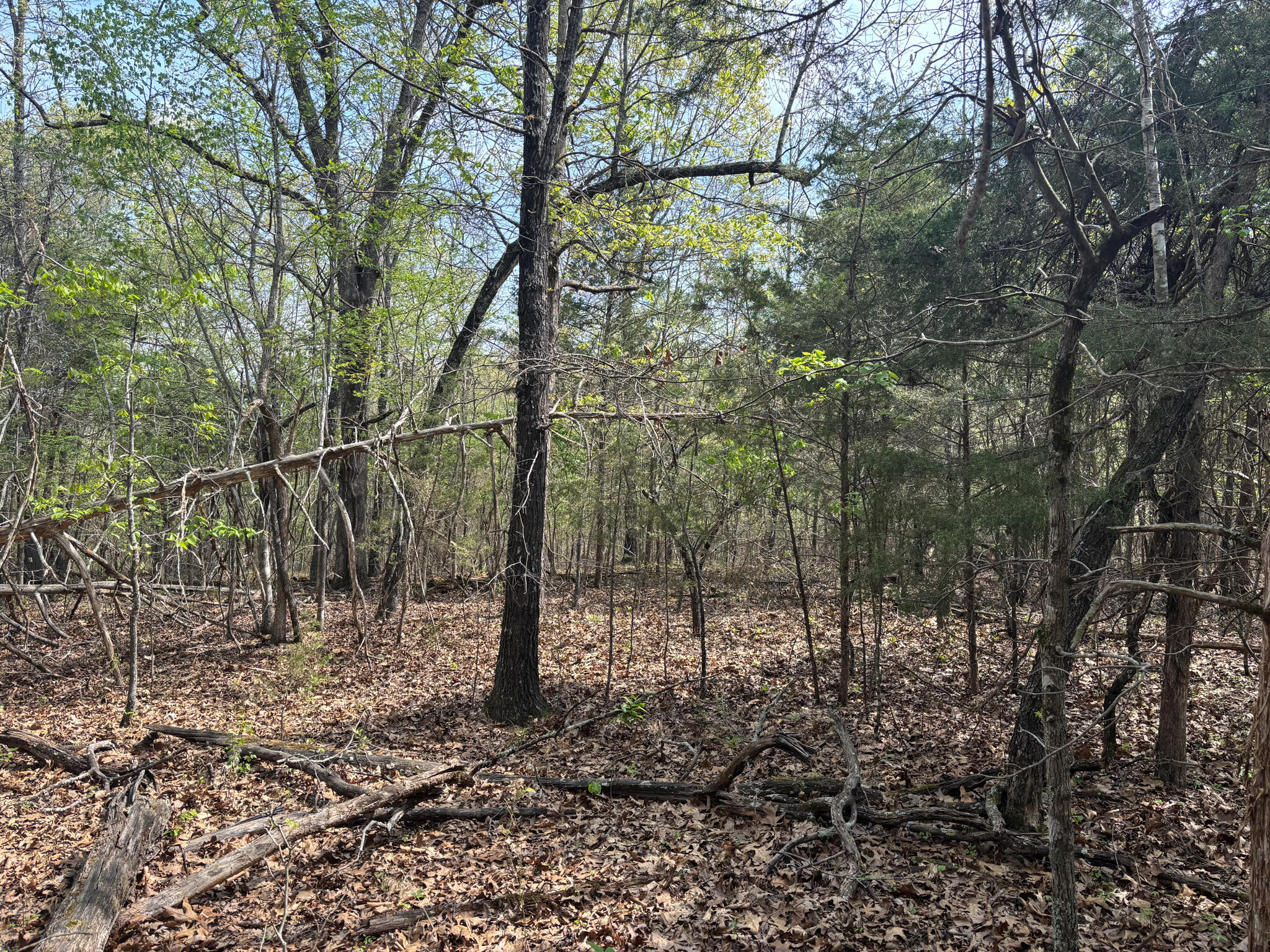 Photo 7 - Land for sale – 000  County Road 644   Theodosia, MO