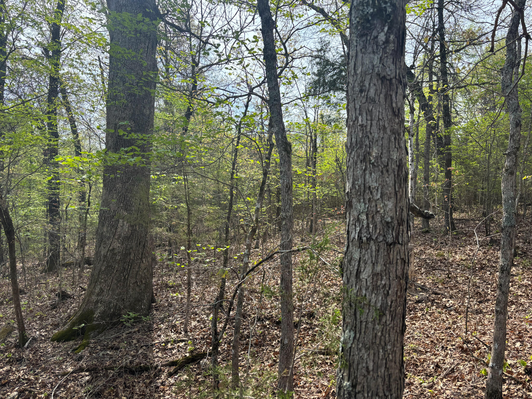 Photo 8 - Land for sale – 000  County Road 644   Theodosia, MO