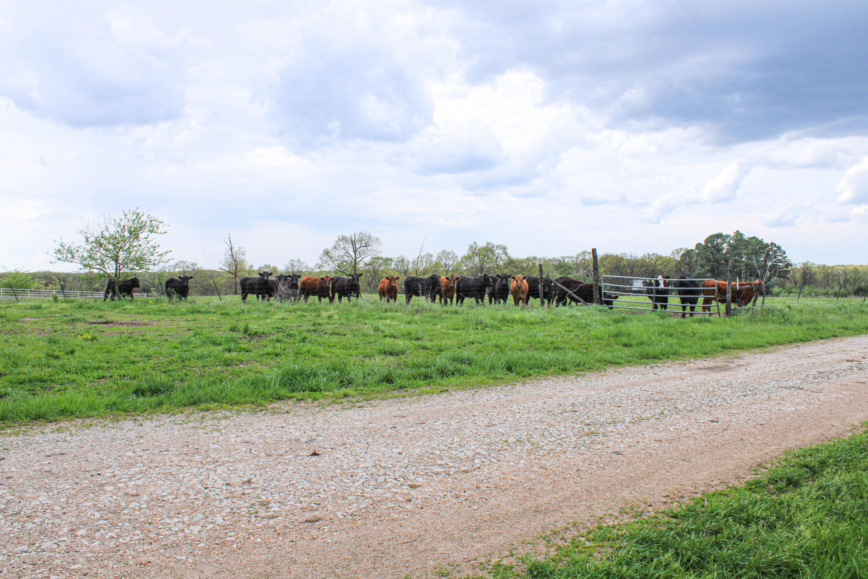Photo 73 - Farm for sale – 1602 NE 1289 Road  Osceola, MO