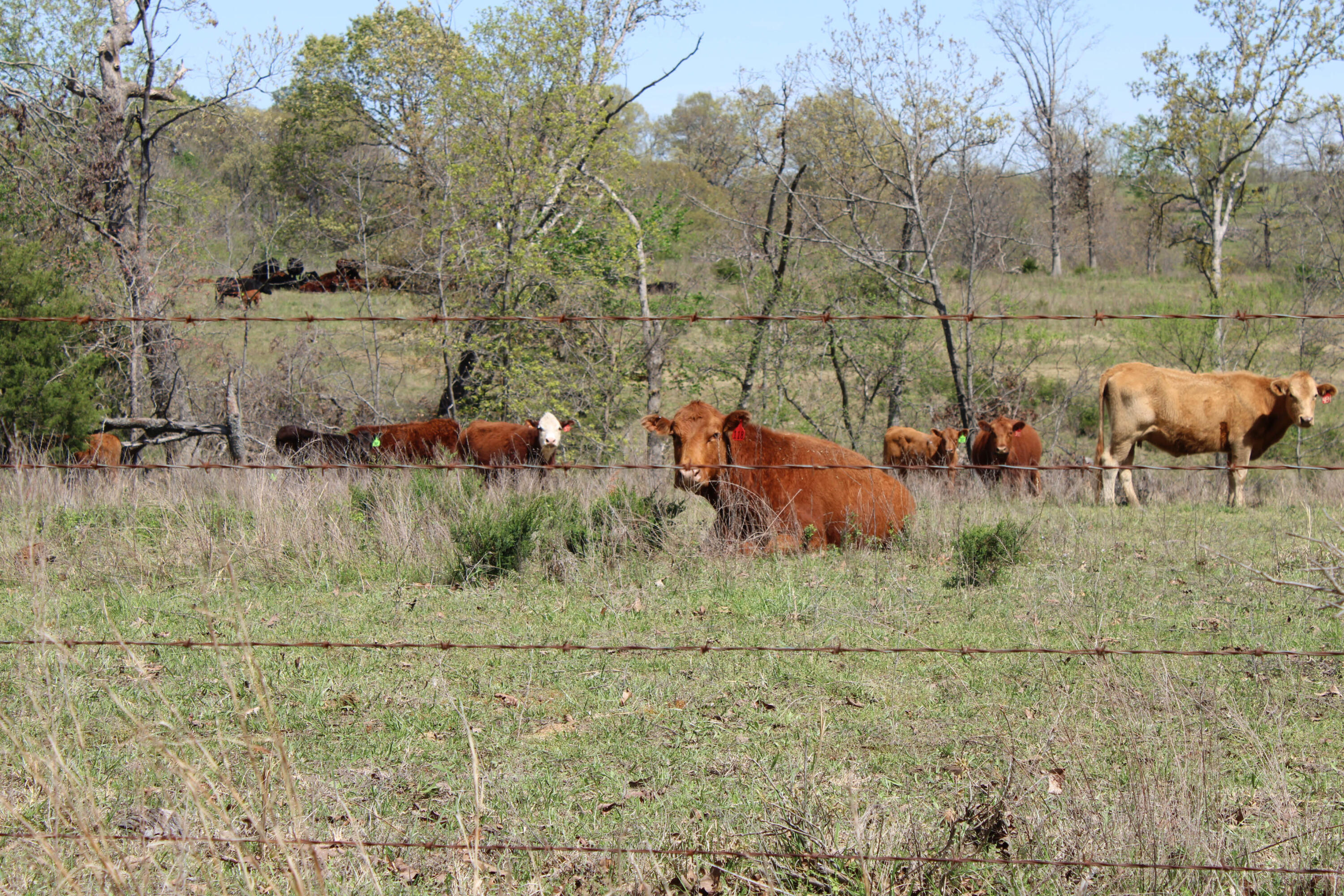 Photo 67 - Farm for sale – 1602 NE 1289 Road  Osceola, MO