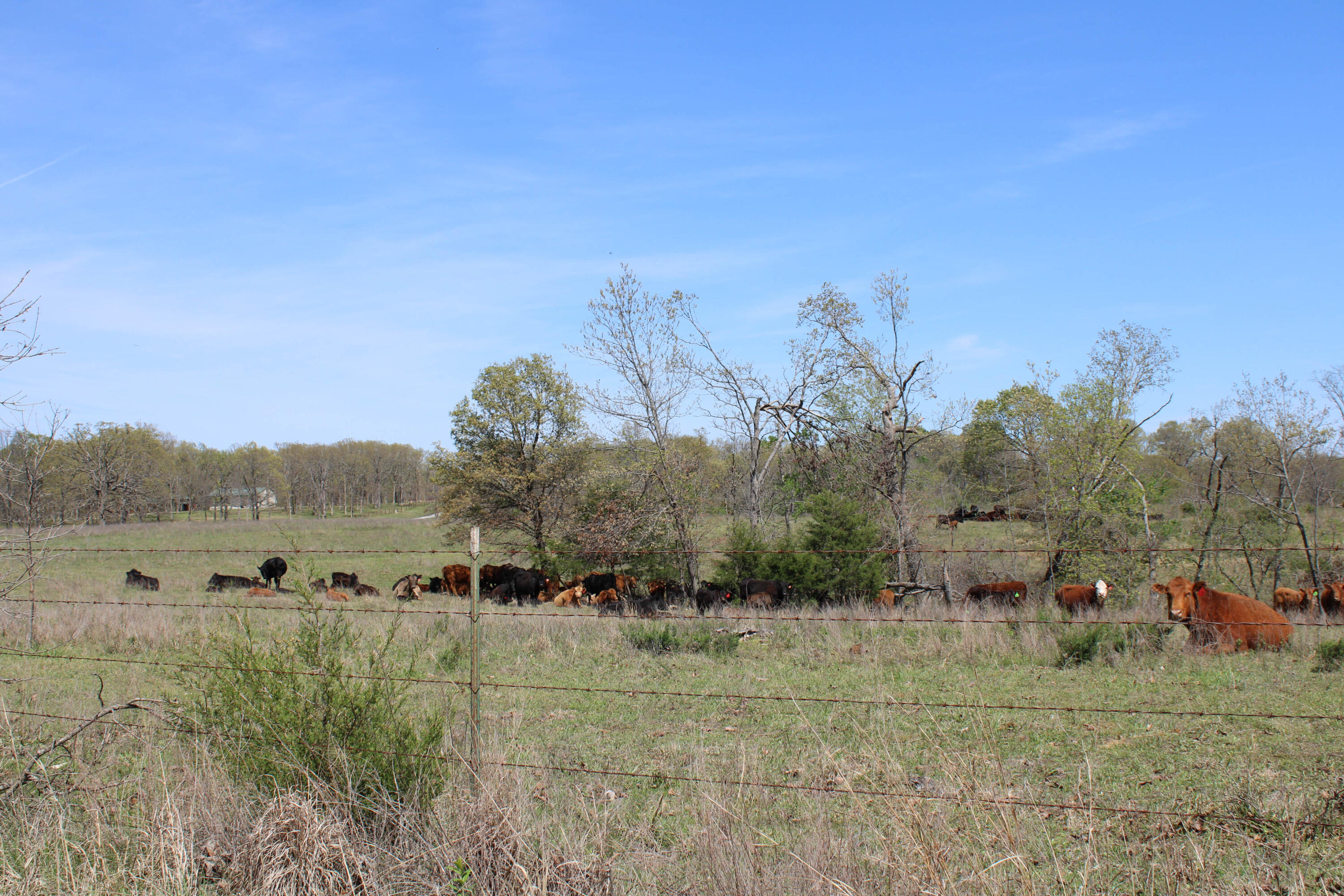 Photo 68 - Farm for sale – 1602 NE 1289 Road  Osceola, MO