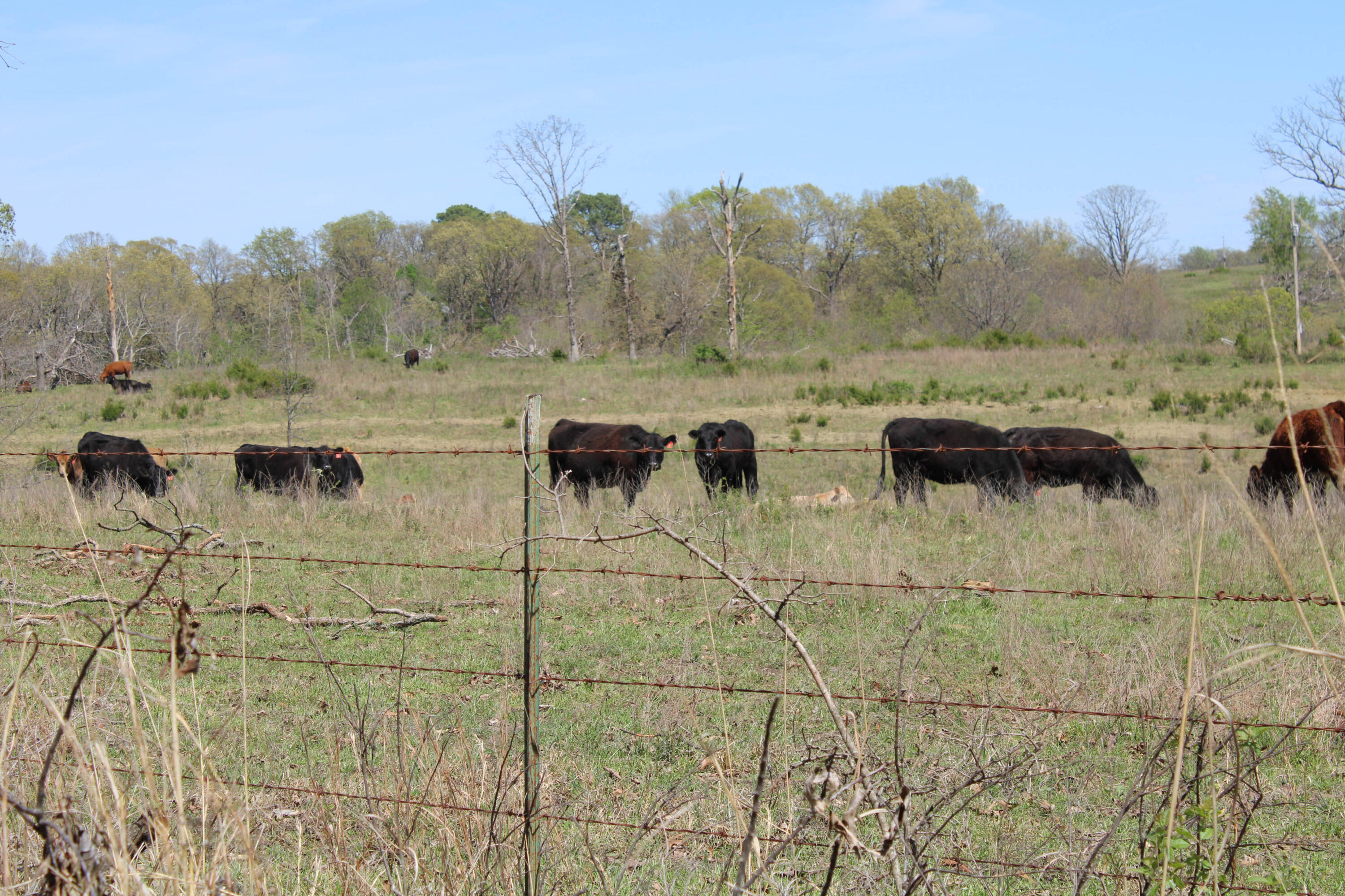 Photo 65 - Farm for sale – 1602 NE 1289 Road  Osceola, MO