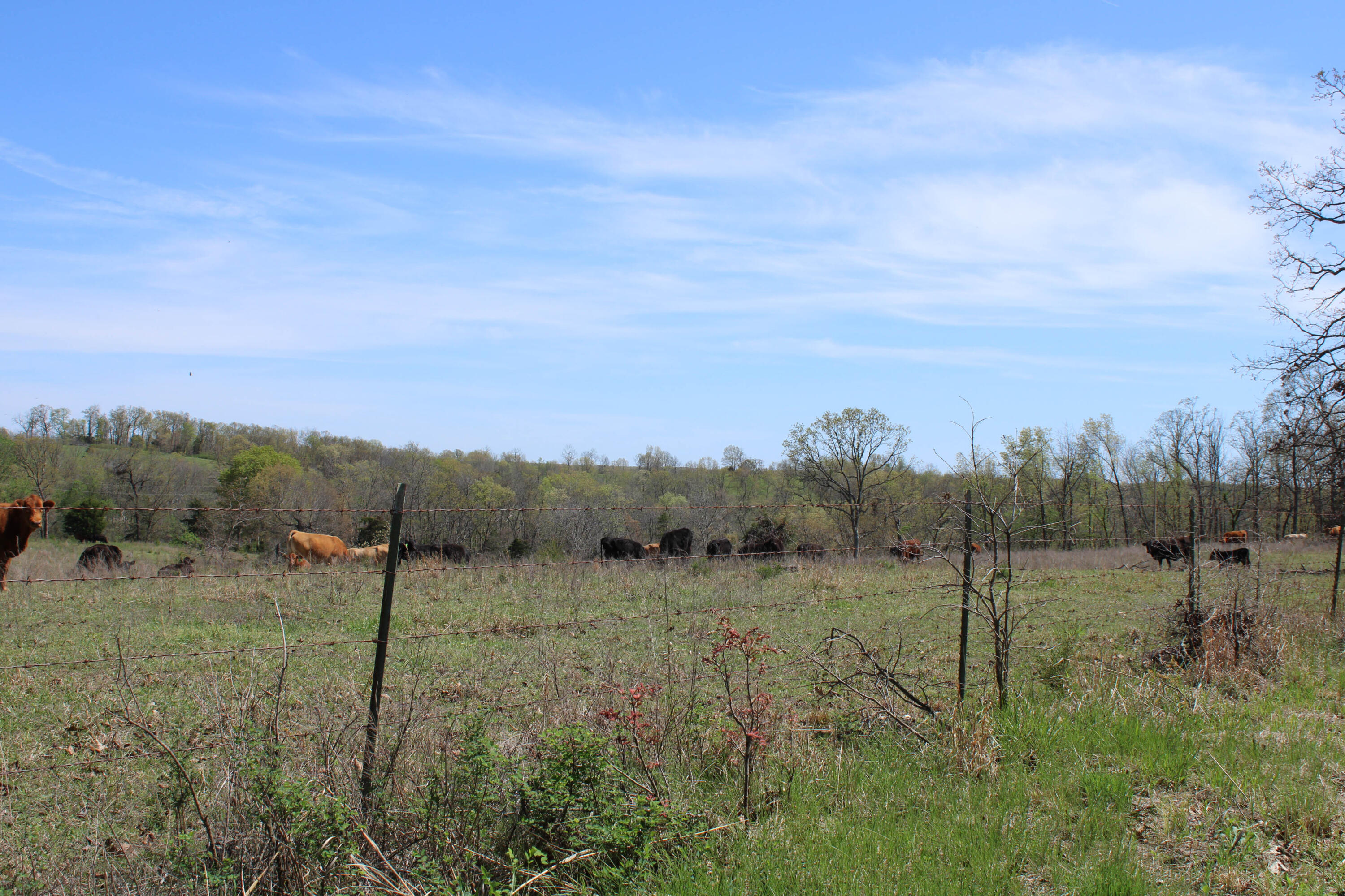 Photo 70 - Farm for sale – 1602 NE 1289 Road  Osceola, MO